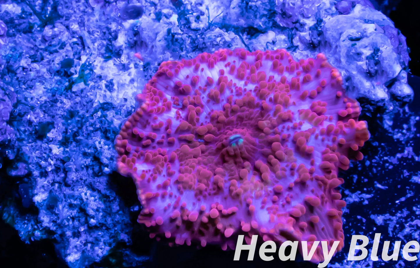Soft Coral- Morph Coral- Shroom- WYSIWYG Soft Coral- Morph Coral- Shroom- WYSIWYG Animals & Pet Supplies Soft Coral- Morph Coral- Shroom- WYSIWYG Zeo Box Reef