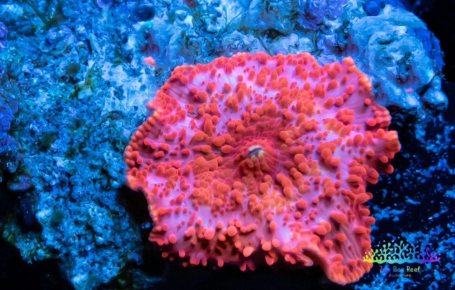 Soft Coral- Morph Coral- Shroom- WYSIWYG Soft Coral- Morph Coral- Shroom- WYSIWYG Animals & Pet Supplies Soft Coral- Morph Coral- Shroom- WYSIWYG Zeo Box Reef