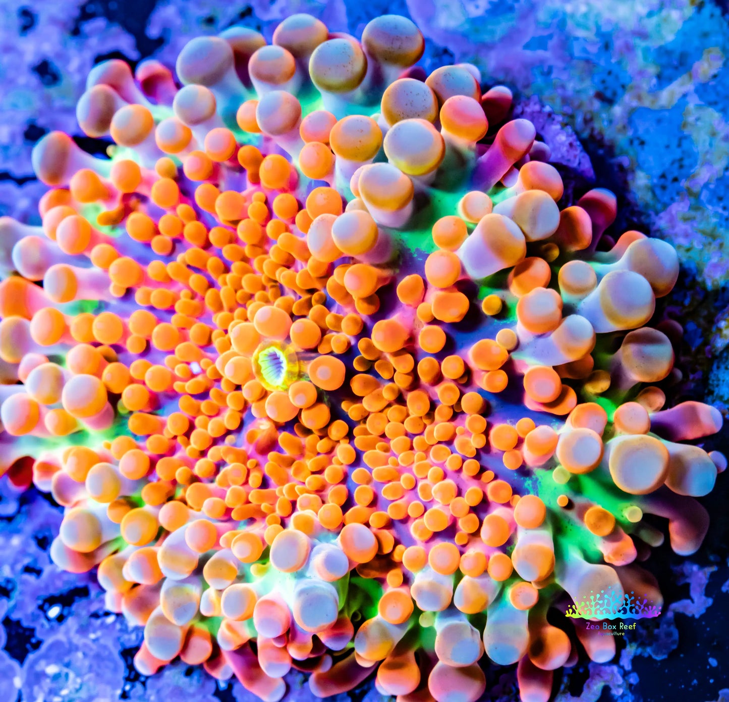 Soft Coral- Ultra Orange Ricordea  WYSIWYG 2.5cm Soft Coral- Ultra Orange Ricordea  WYSIWYG 2.5cm Soft Coral Soft Coral- Ultra Orange Ricordea  WYSIWYG 2.5cm Zeo Box Reef