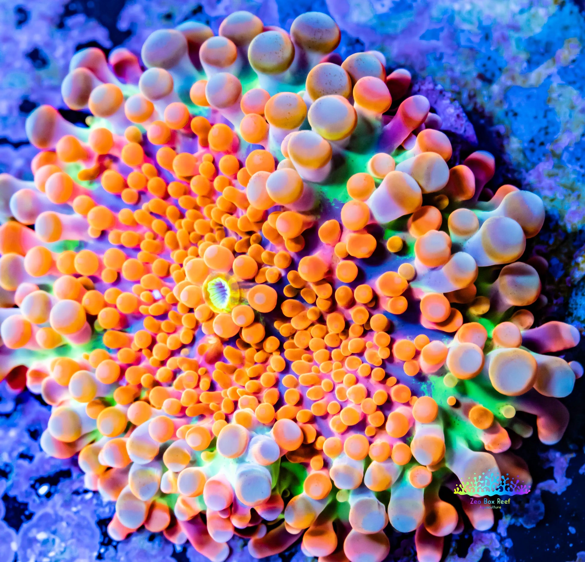 Soft Coral- Ultra Orange Ricordea  WYSIWYG 2.5cm Soft Coral- Ultra Orange Ricordea  WYSIWYG 2.5cm Soft Coral Soft Coral- Ultra Orange Ricordea  WYSIWYG 2.5cm Zeo Box Reef