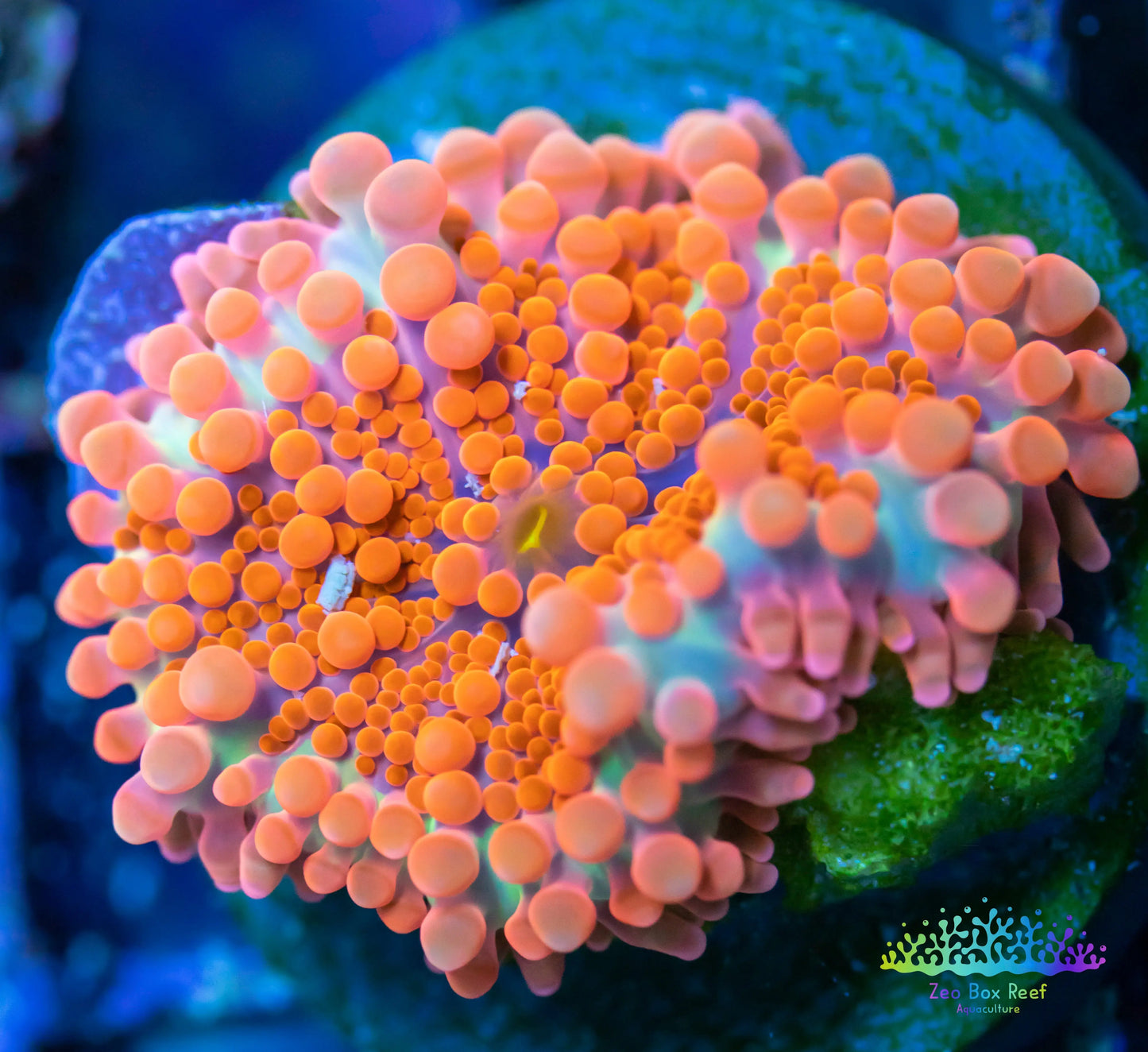 Soft Coral- Ultra Rare Ricordea WYSIWYG Soft Coral- Ultra Rare Ricordea WYSIWYG Soft Coral Soft Coral- Ultra Rare Ricordea WYSIWYG Zeo Box Reef