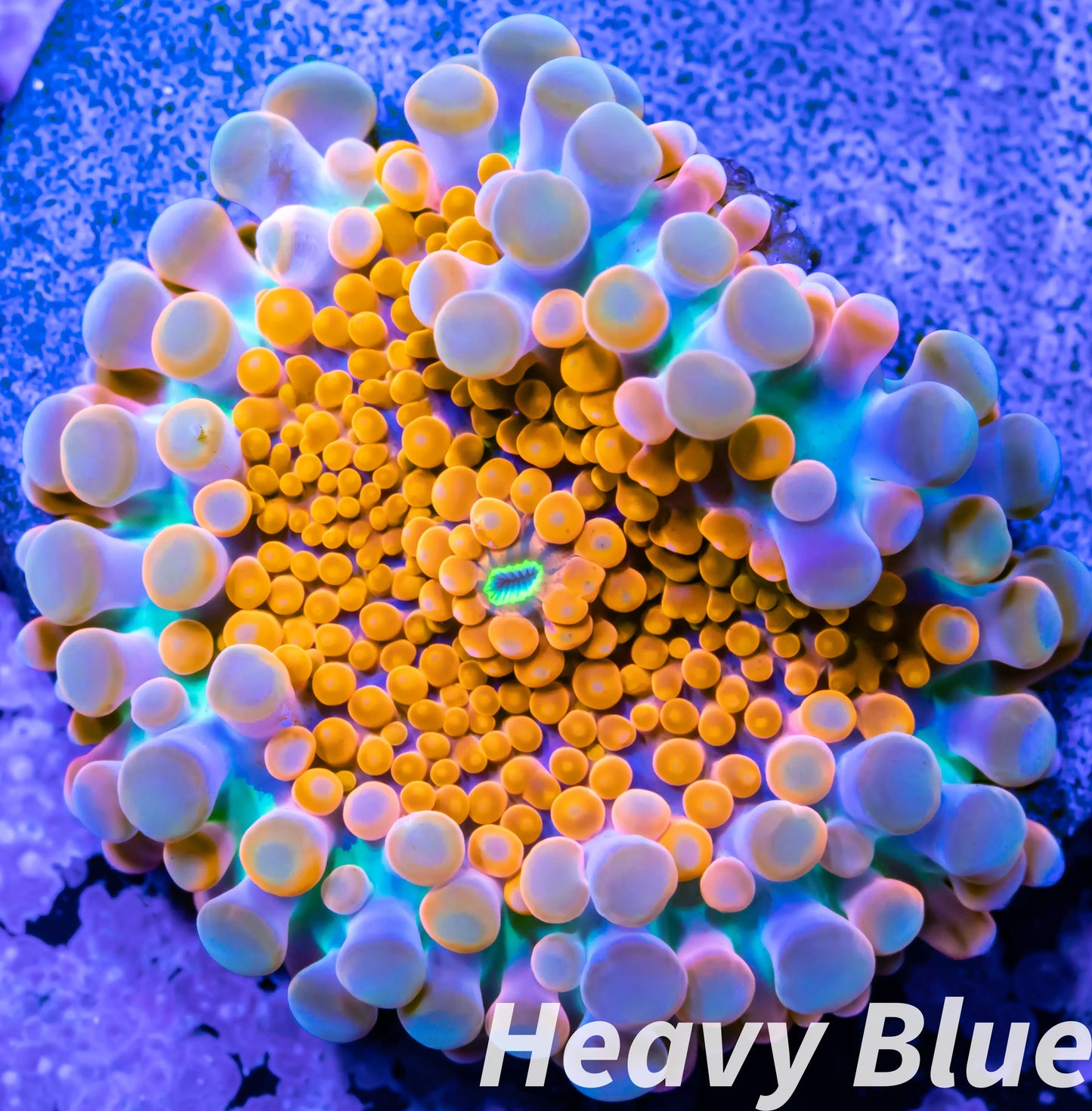 Soft Coral- Ultra Ricordea WYSIWYG 2cm Soft Coral- Ultra Ricordea WYSIWYG 2cm Soft Coral Soft Coral- Ultra Ricordea WYSIWYG 2cm Zeo Box Reef