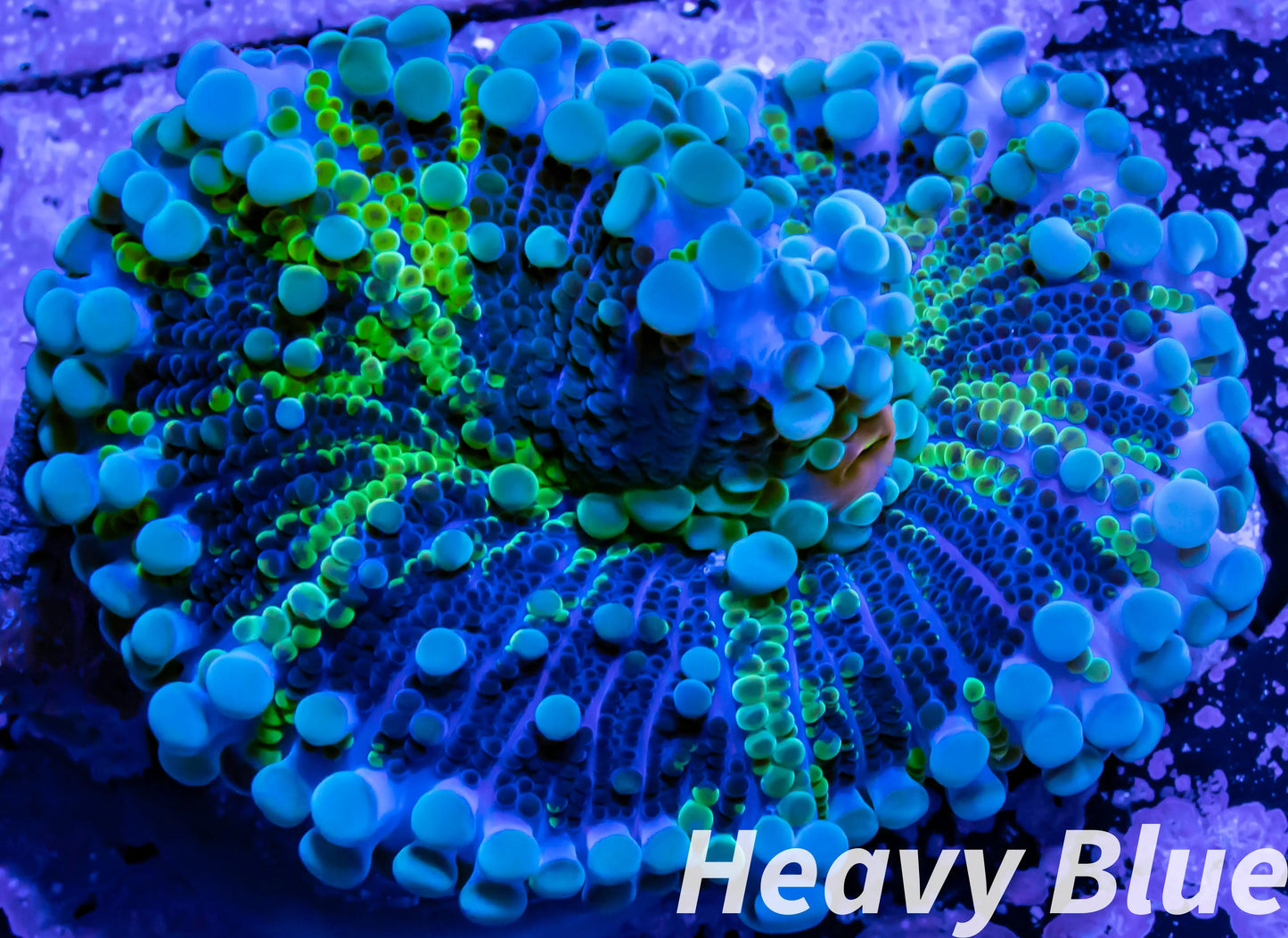 Soft Coral- Ultra Ricordea WYSIWYG 4cm Soft Coral- Ultra Ricordea WYSIWYG 4cm Soft Coral Soft Coral- Ultra Ricordea WYSIWYG 4cm Zeo Box Reef