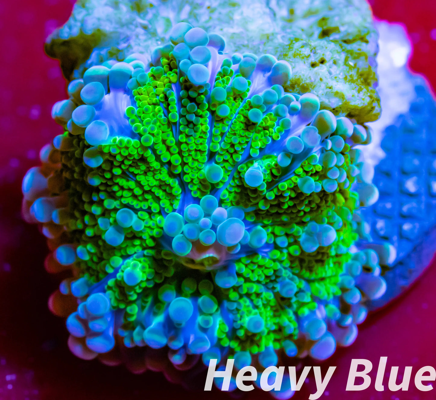 Soft Coral- Ultra Ricordea Frag WYSIWYG Soft Coral- Ultra Ricordea Frag WYSIWYG Soft Coral Soft Coral- Ultra Ricordea Frag WYSIWYG Zeo Box Reef