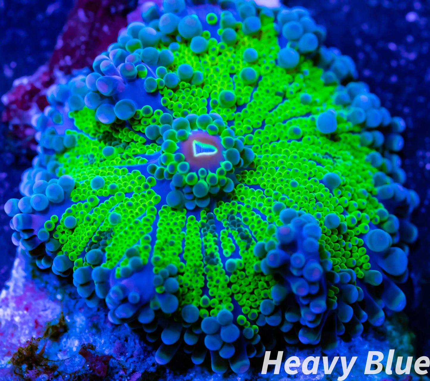 Soft Coral- Ultra Ricordea WYSIWYG 4cm Soft Coral- Ultra Ricordea WYSIWYG 4cm Soft Coral Soft Coral- Ultra Ricordea WYSIWYG 4cm Zeo Box Reef