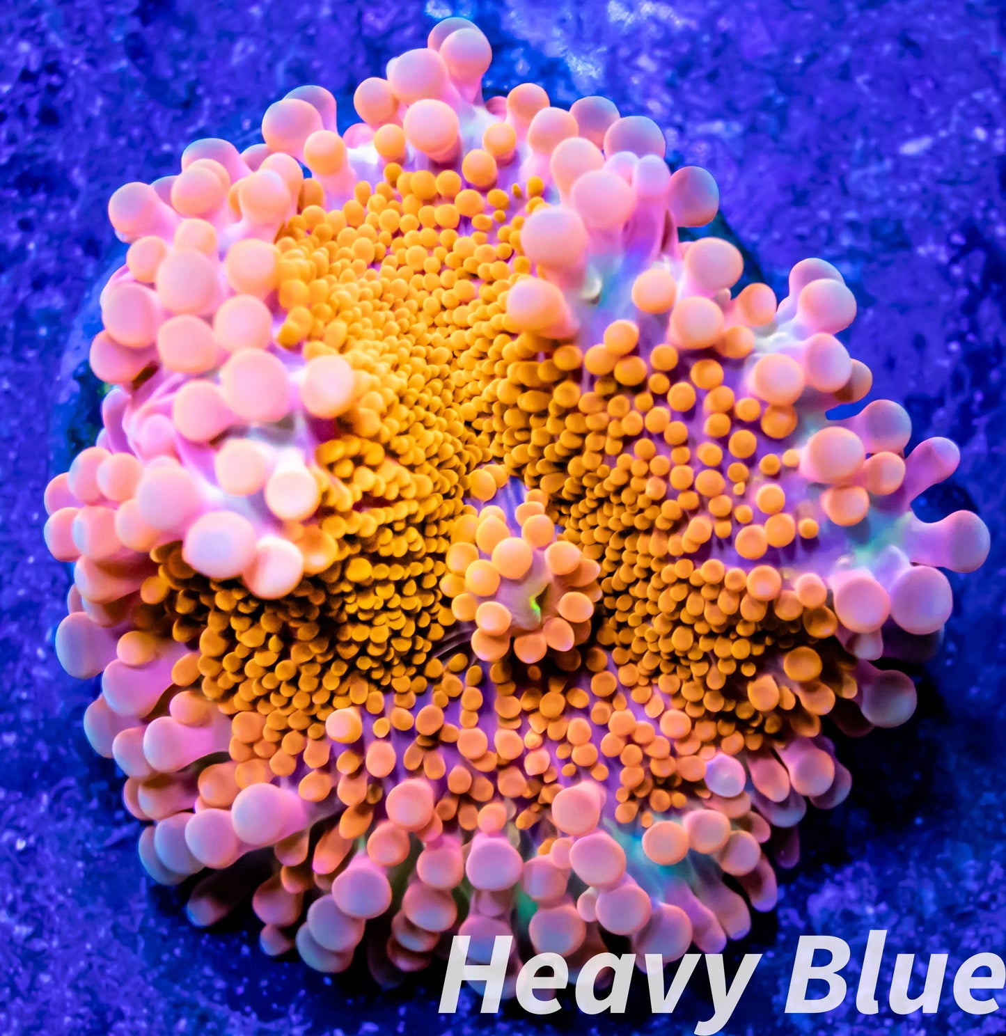 Soft Coral- Ultra Ricordea WYSIWYG 4cm Soft Coral- Ultra Ricordea WYSIWYG 4cm Soft Coral Soft Coral- Ultra Ricordea WYSIWYG 4cm Zeo Box Reef