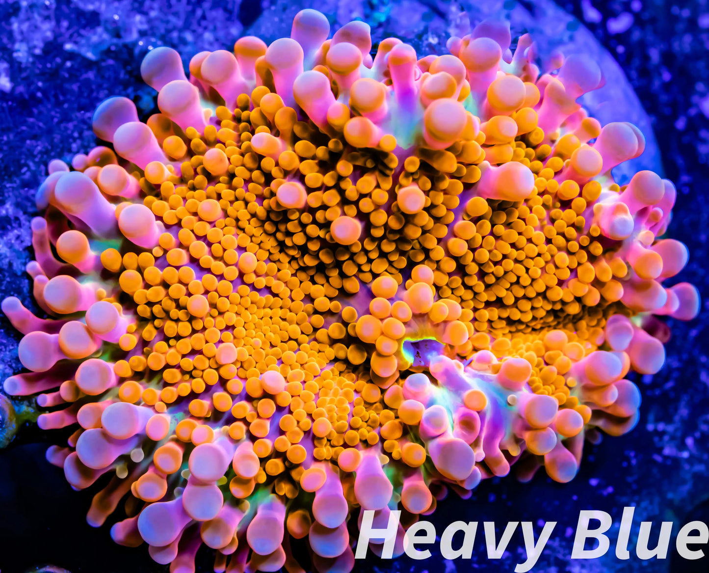 Soft Coral- Ultra Ricordea WYSIWYG 4cm Soft Coral- Ultra Ricordea WYSIWYG 4cm Soft Coral Soft Coral- Ultra Ricordea WYSIWYG 4cm Zeo Box Reef