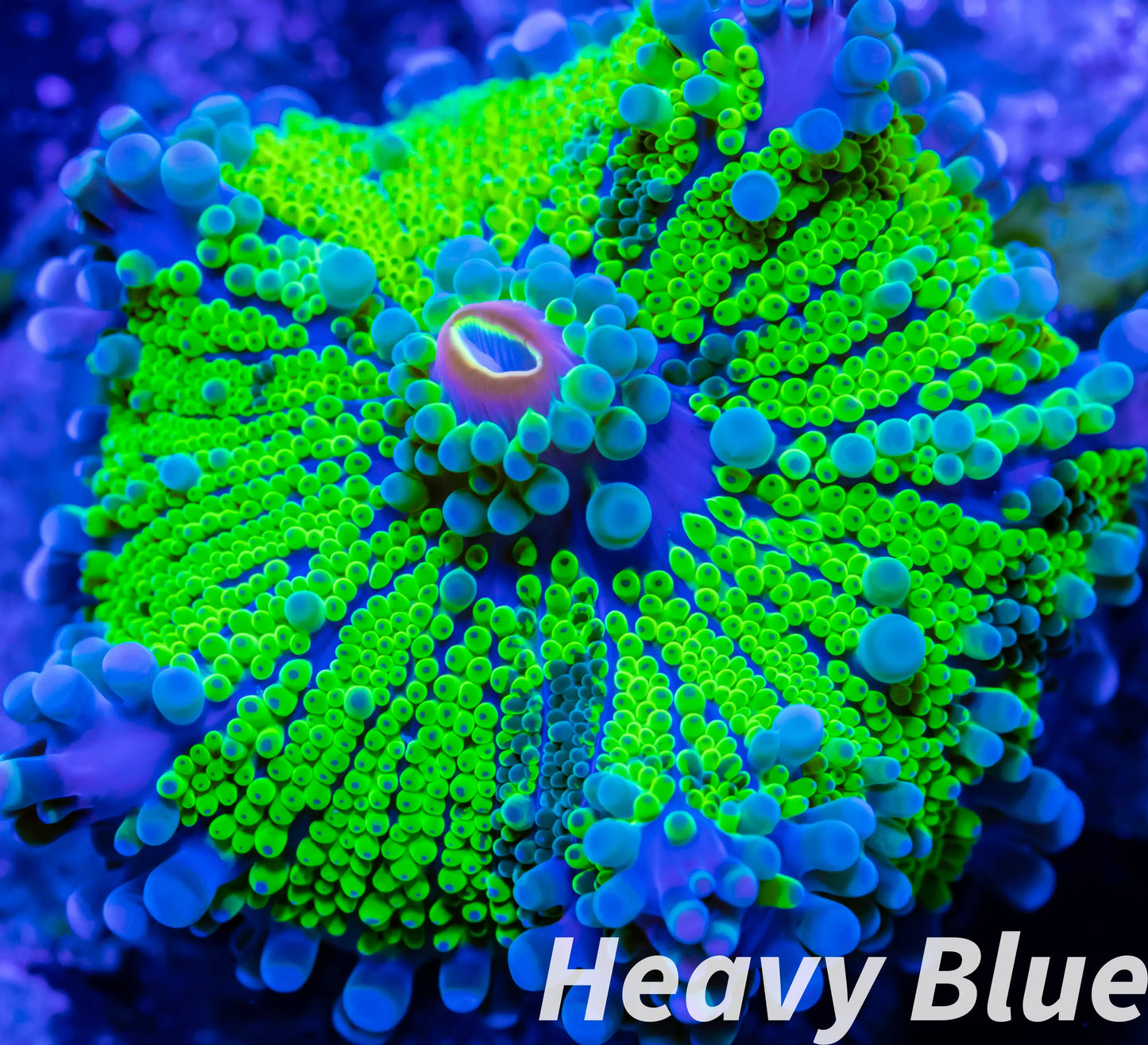 Soft Coral- Ultra Ricordea WYSIWYG 4cm Soft Coral- Ultra Ricordea WYSIWYG 4cm Soft Coral Soft Coral- Ultra Ricordea WYSIWYG 4cm Zeo Box Reef