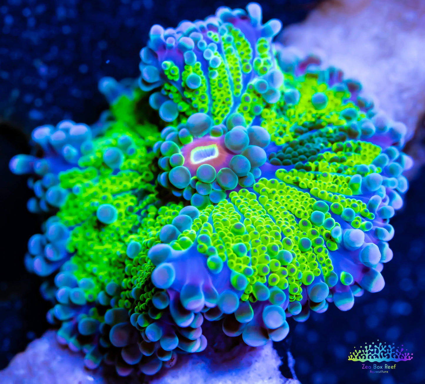 Soft Coral- Ultra Ricordea WYSIWYG Soft Coral- Ultra Ricordea WYSIWYG Soft Coral Soft Coral- Ultra Ricordea WYSIWYG Zeo Box Reef