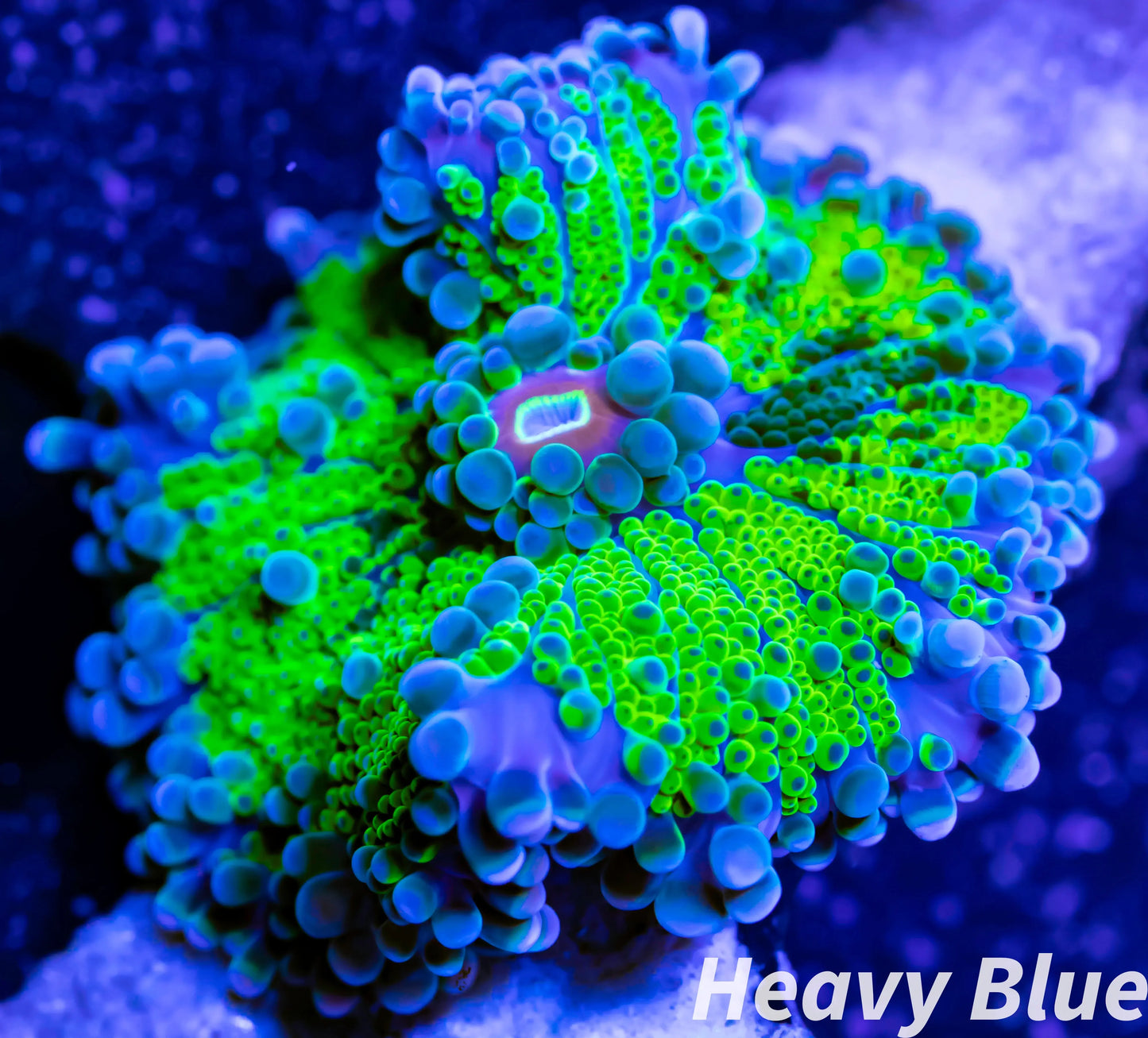 Soft Coral- Ultra Ricordea WYSIWYG Soft Coral- Ultra Ricordea WYSIWYG Soft Coral Soft Coral- Ultra Ricordea WYSIWYG Zeo Box Reef