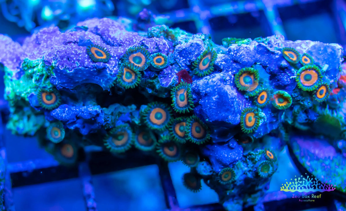 Soft Coral- Zoanthid- wild Zoa Rocks WYSIWYG 11cm Soft Coral- Zoanthid- wild Zoa Rocks WYSIWYG 11cm LPS Soft Coral- Zoanthid- wild Zoa Rocks WYSIWYG 11cm Zeo Box Reef