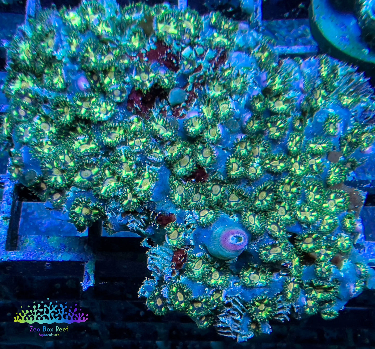Soft Coral- Zoanthid-wild Zoa Rocks WYSIWYG Soft Coral- Zoanthid-wild Zoa Rocks WYSIWYG LPS Soft Coral- Zoanthid-wild Zoa Rocks WYSIWYG Zeo Box Reef