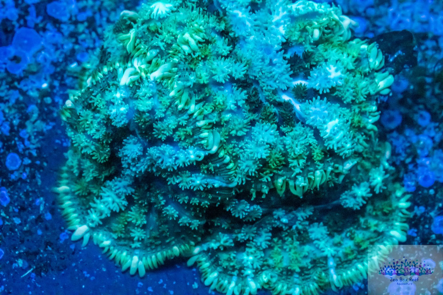 Soft Coral- unusual Fluffy Morph Live Sale Soft Coral- unusual Fluffy Morph Live Sale Soft Coral- unusual Fluffy Morph Live Sale Zeo Box Reef