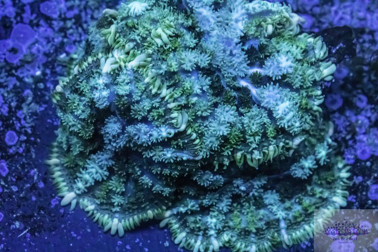 Soft Coral- unusual Fluffy Morph Soft Coral- unusual Fluffy Morph Soft Coral- unusual Fluffy Morph Zeo Box Reef