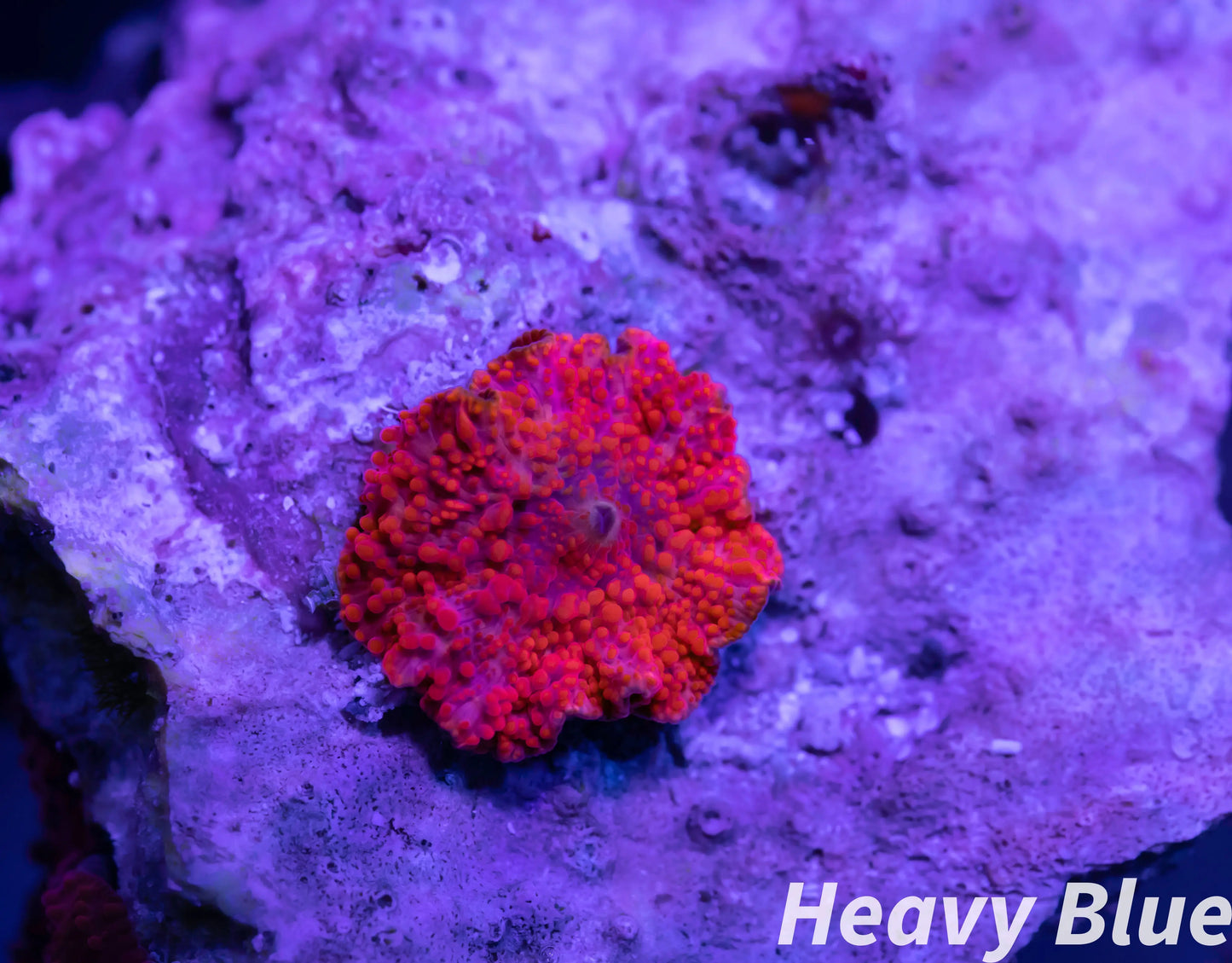 Soft Coral-Bright Red Morph Rock WYSIWYG single polyp Soft Coral-Bright Red Morph Rock WYSIWYG single polyp Animals & Pet Supplies Soft Coral-Bright Red Morph Rock WYSIWYG single polyp Zeo Box Reef