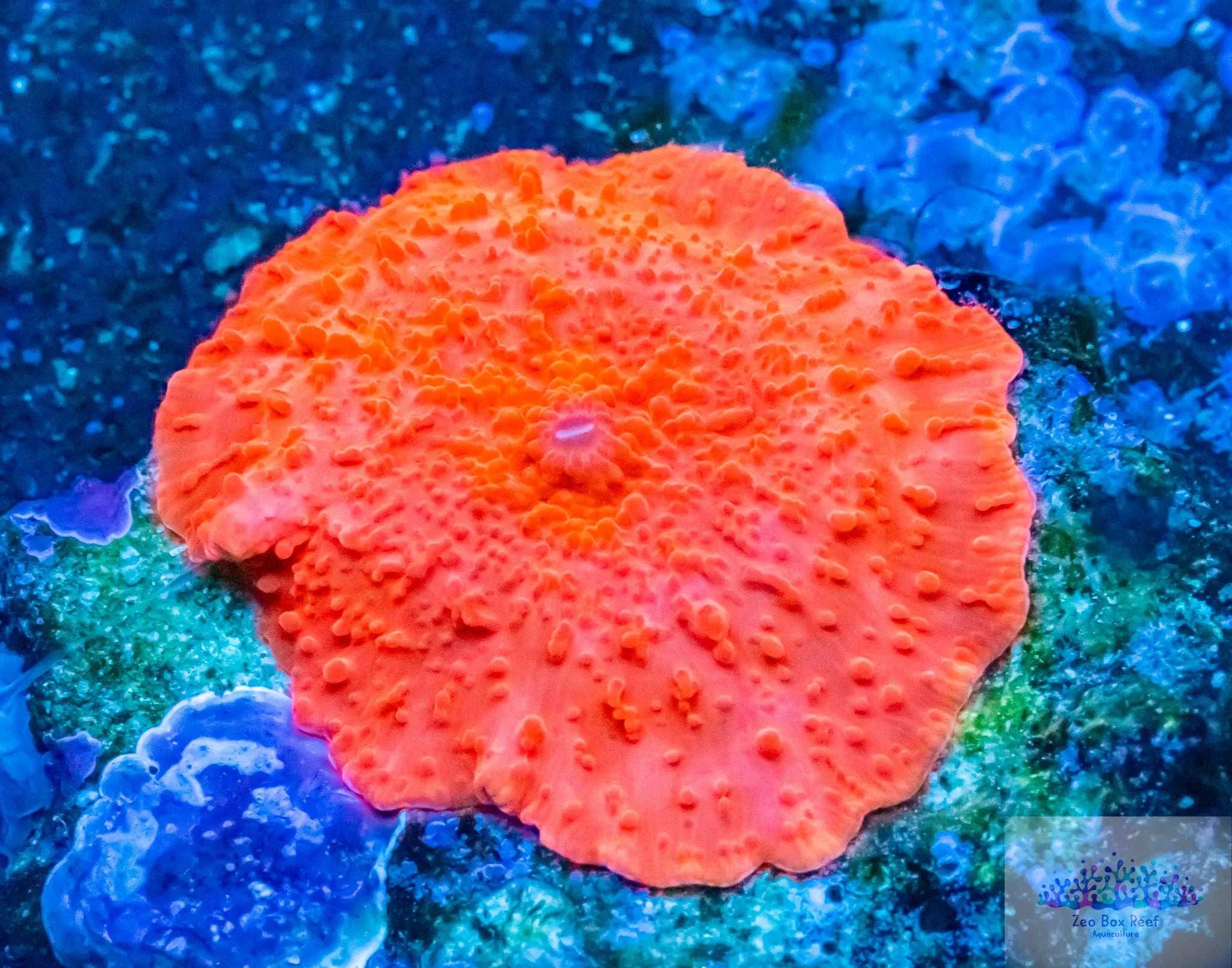 Candy crush mushroom colony live wysiwyg corals for sale online