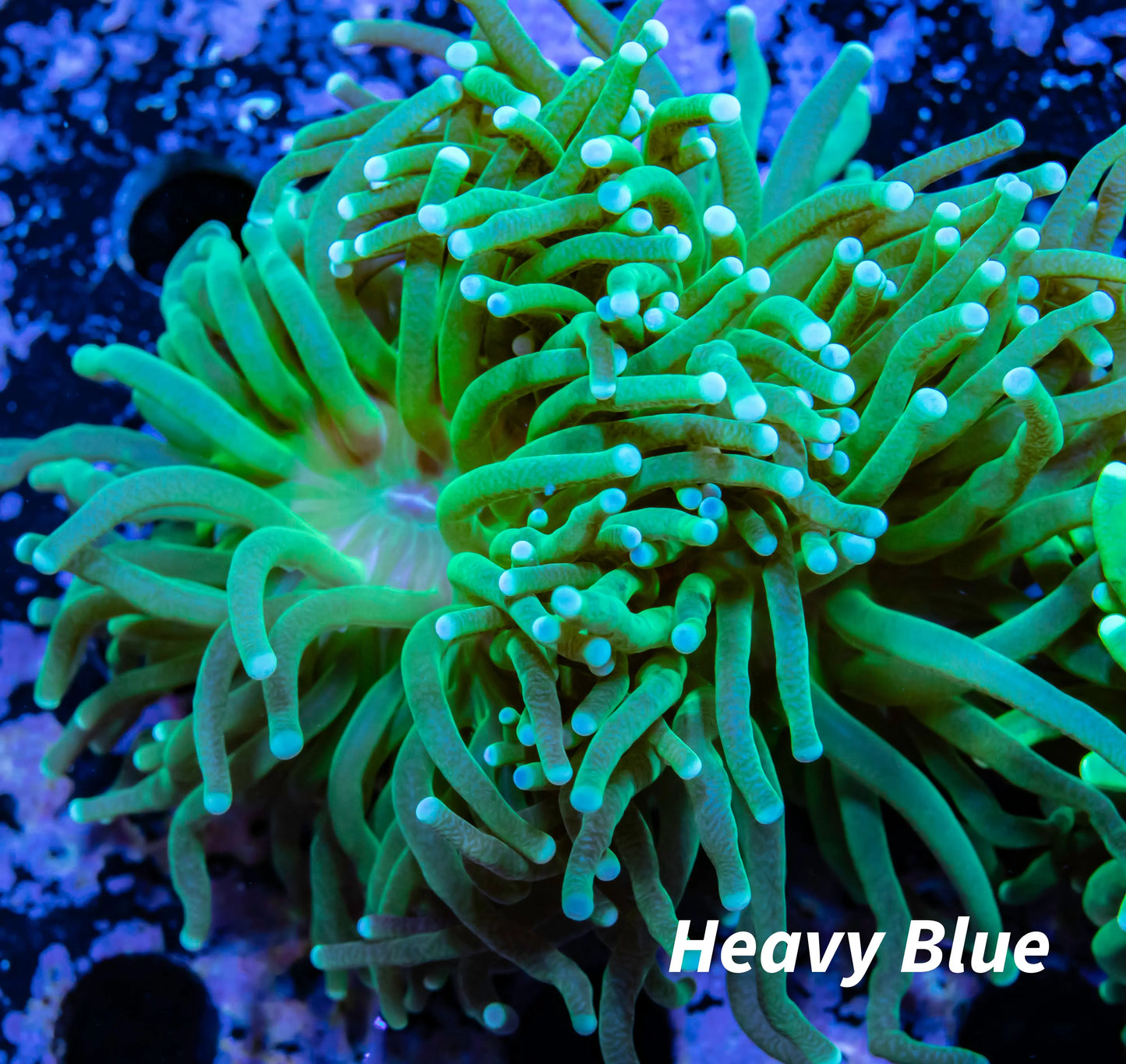 Torch Coral 7cm WYSIWYG Torch Coral 7cm WYSIWYG LPS Torch Coral 7cm WYSIWYG Zeo Box Reef
