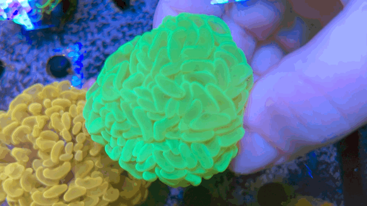 Euphyllia ancora Coral- LPS Ultra Toxic Green Hammer WYSIWYG 6cm