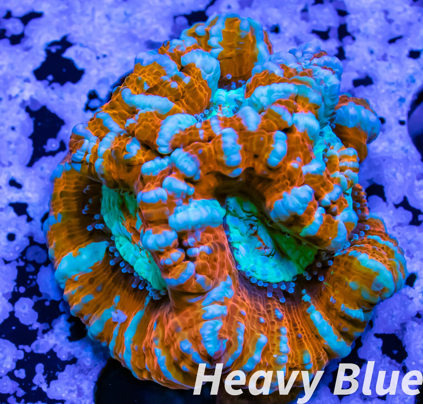 Tropical WA Wilsoni- LPS- Wilsoni Coral Frag WYSIWYG Tropical WA Wilsoni- LPS- Wilsoni Coral Frag WYSIWYG LPS Tropical WA Wilsoni- LPS- Wilsoni Coral Frag WYSIWYG Zeo Box Reef