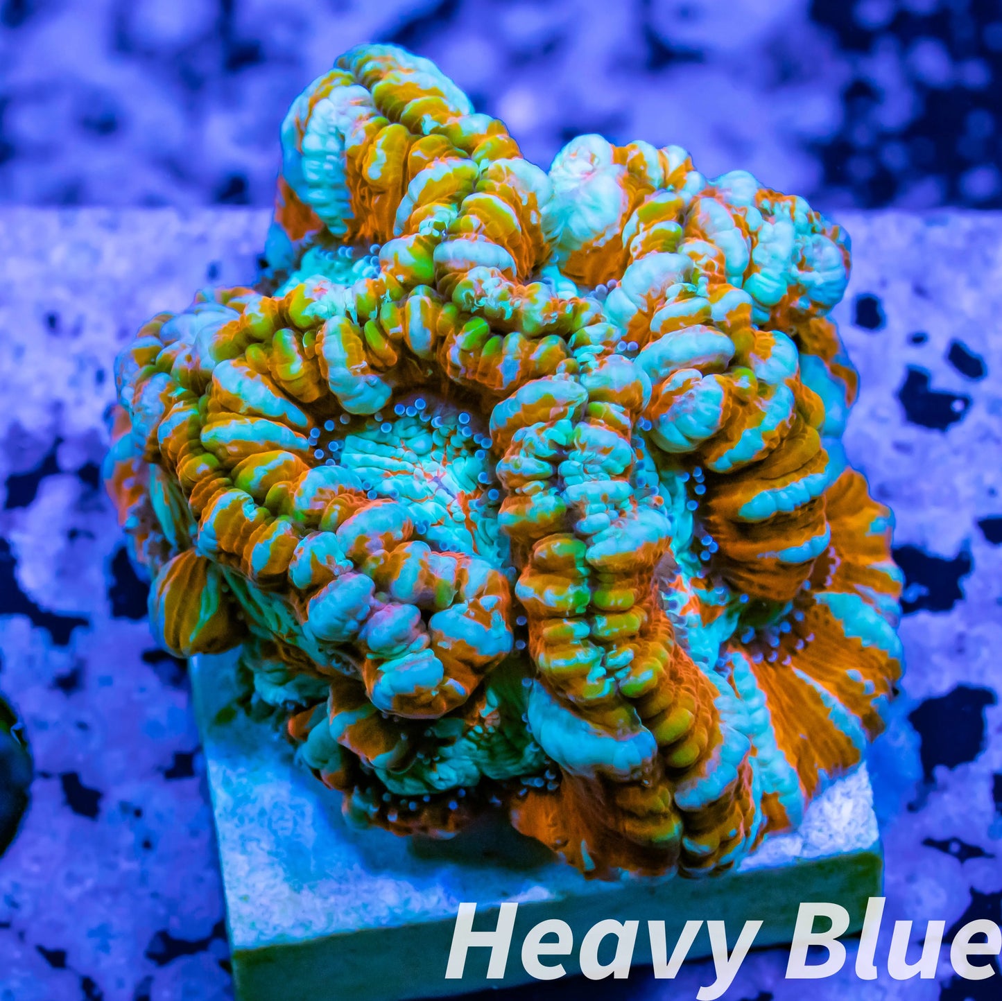 Tropical WA Wilsoni- LPS- Wilsoni Coral Frag WYSIWYG Tropical WA Wilsoni- LPS- Wilsoni Coral Frag WYSIWYG LPS Tropical WA Wilsoni- LPS- Wilsoni Coral Frag WYSIWYG Zeo Box Reef