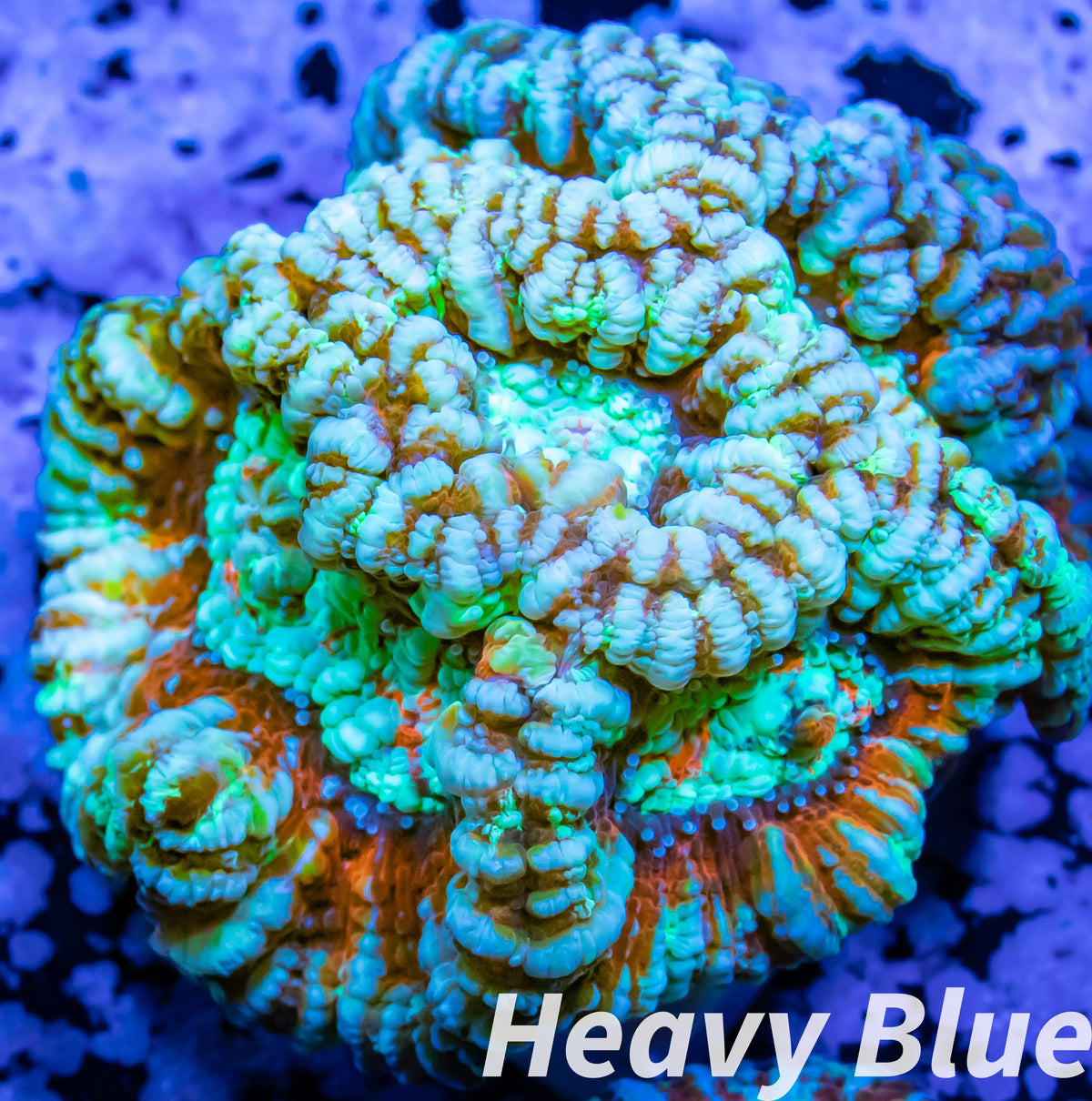 Tropical WA Wilsoni- LPS- Wilsoni Coral Frag WYSIWYG Tropical WA Wilsoni- LPS- Wilsoni Coral Frag WYSIWYG LPS Tropical WA Wilsoni- LPS- Wilsoni Coral Frag WYSIWYG Zeo Box Reef