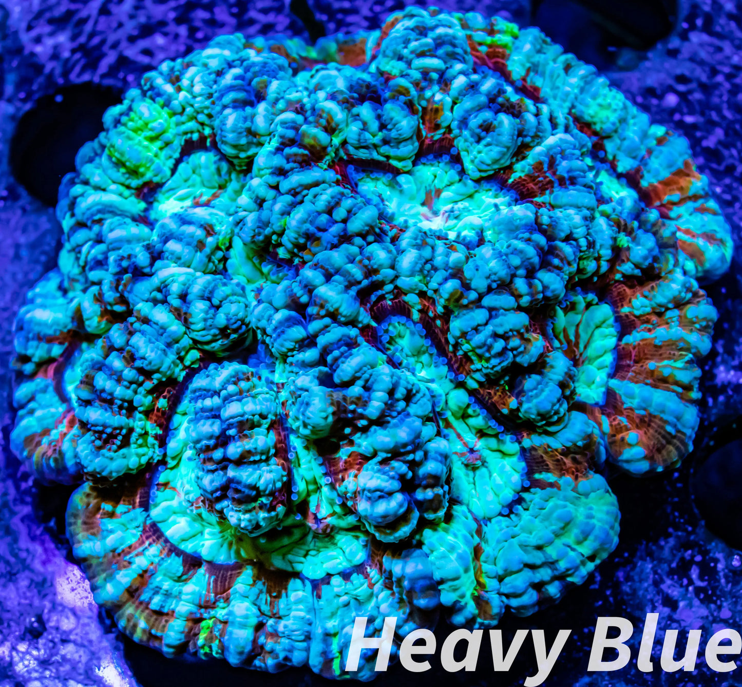 Tropical WA Wilsoni- LPS- Rainbow Wilsoni Coral 6cm WYSIWYG Tropical WA Wilsoni- LPS- Rainbow Wilsoni Coral 6cm WYSIWYG LPS Tropical WA Wilsoni- LPS- Rainbow Wilsoni Coral 6cm WYSIWYG Zeo Box Reef