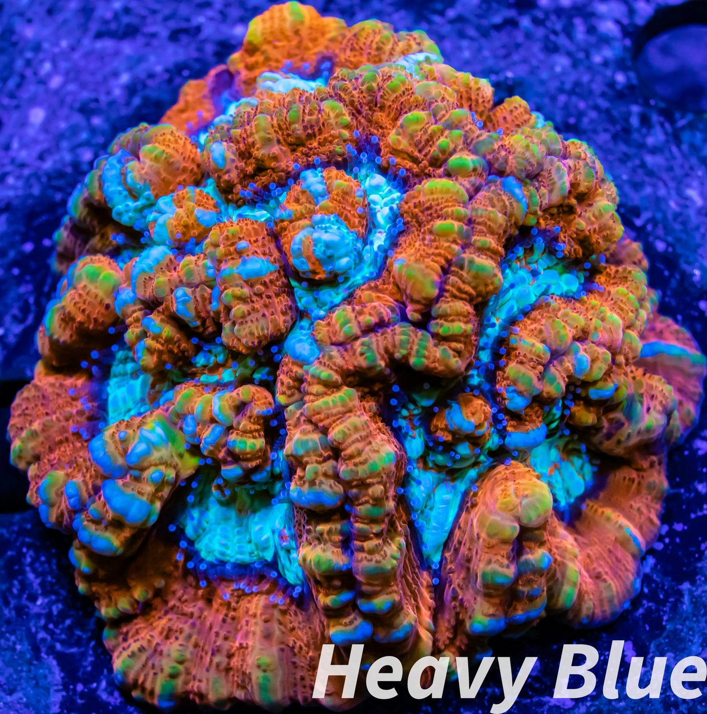 Tropical WA Wilsoni- LPS- Rainbow Wilsoni Coral 6cm WYSIWYG Tropical WA Wilsoni- LPS- Rainbow Wilsoni Coral 6cm WYSIWYG LPS Tropical WA Wilsoni- LPS- Rainbow Wilsoni Coral 6cm WYSIWYG Zeo Box Reef