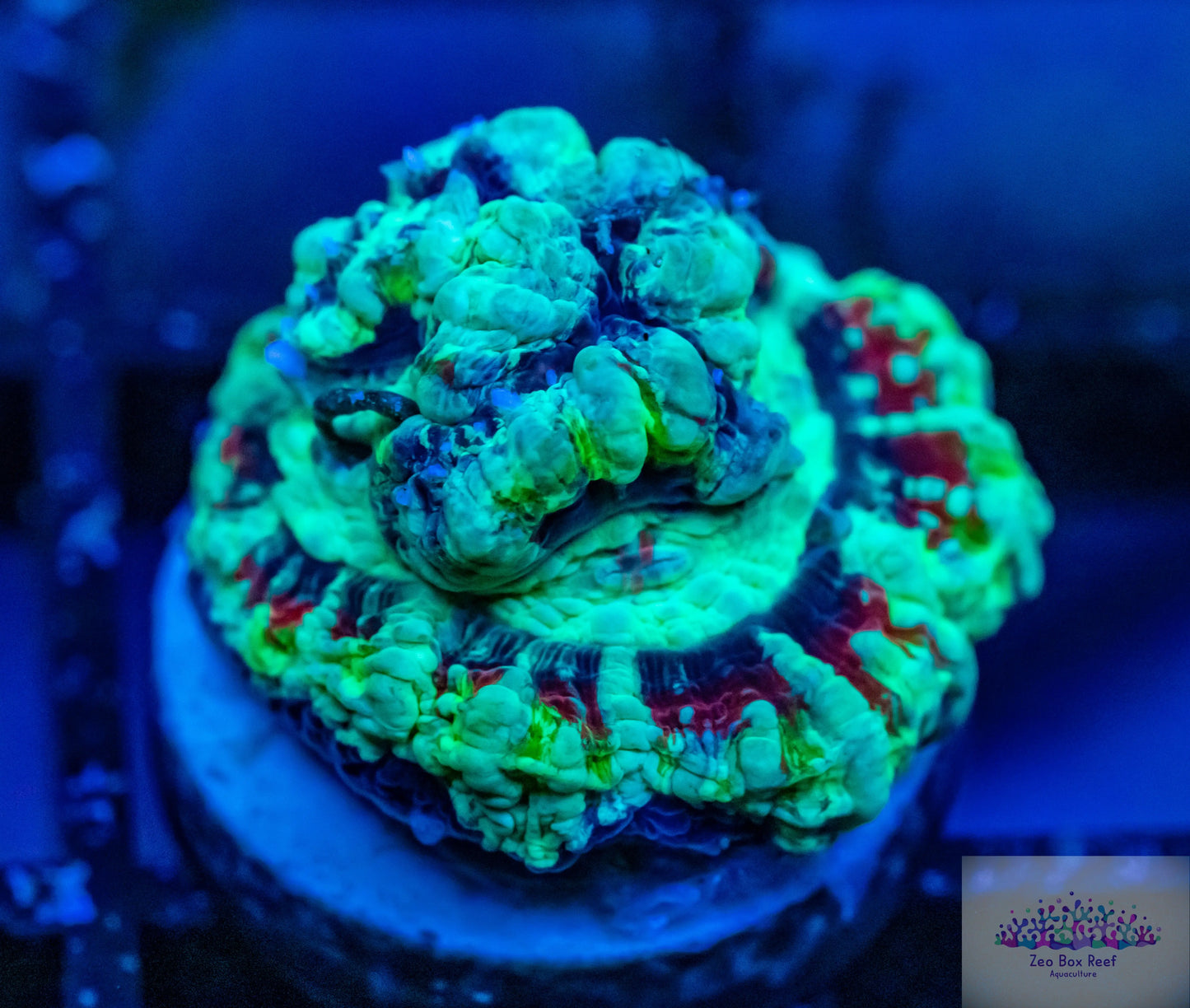 Tropical WA Wilsoni- LPS- Rainbow Wilsoni Frag Tropical WA Wilsoni- LPS- Rainbow Wilsoni Frag Tropical WA Wilsoni- LPS- Rainbow Wilsoni Frag Zeo Box Reef