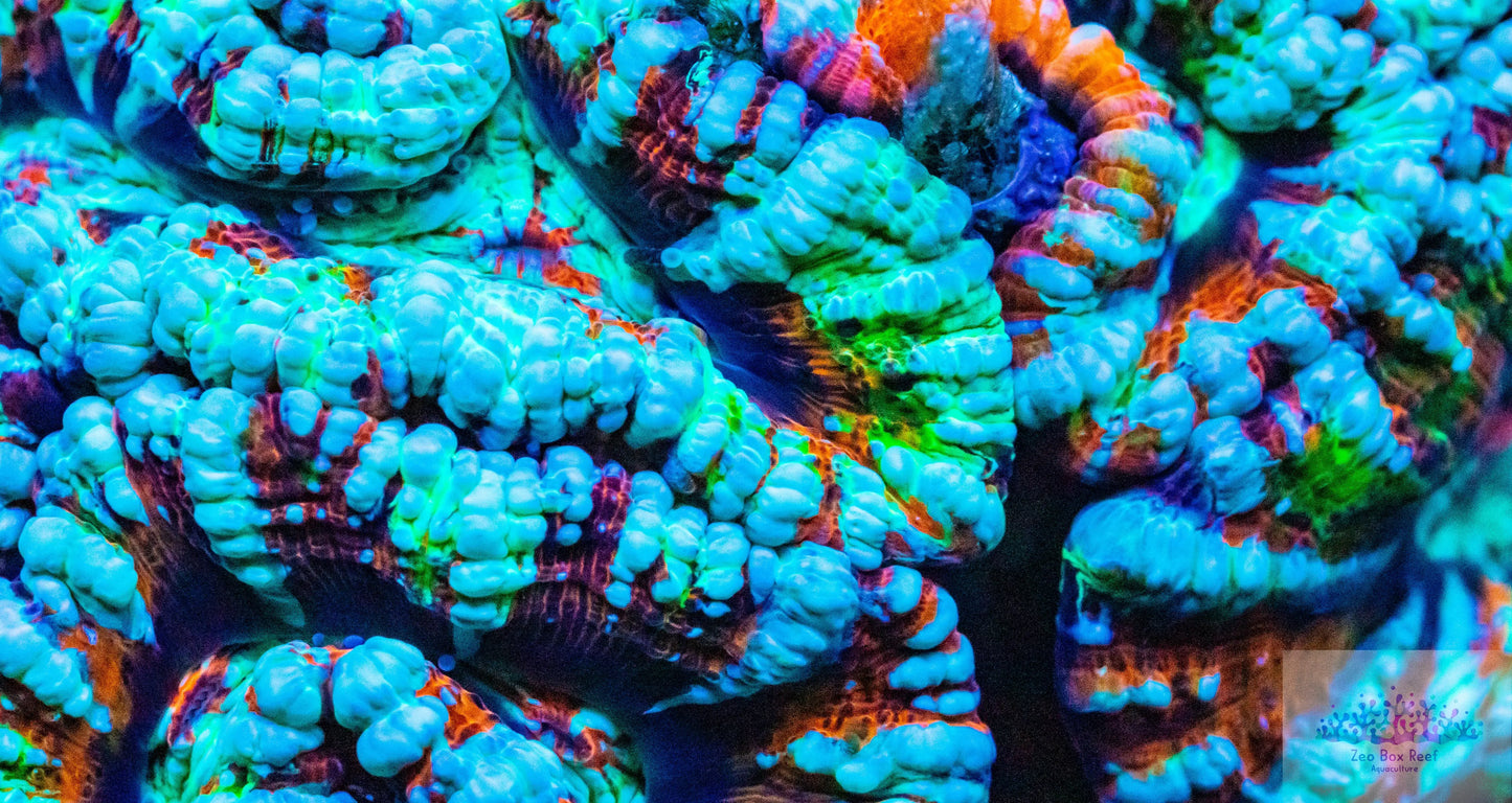 Tropical WA Wilsoni- LPS- Rainbow Wilsoni Tropical WA Wilsoni- LPS- Rainbow Wilsoni LPS Tropical WA Wilsoni- LPS- Rainbow Wilsoni Zeo Box Reef