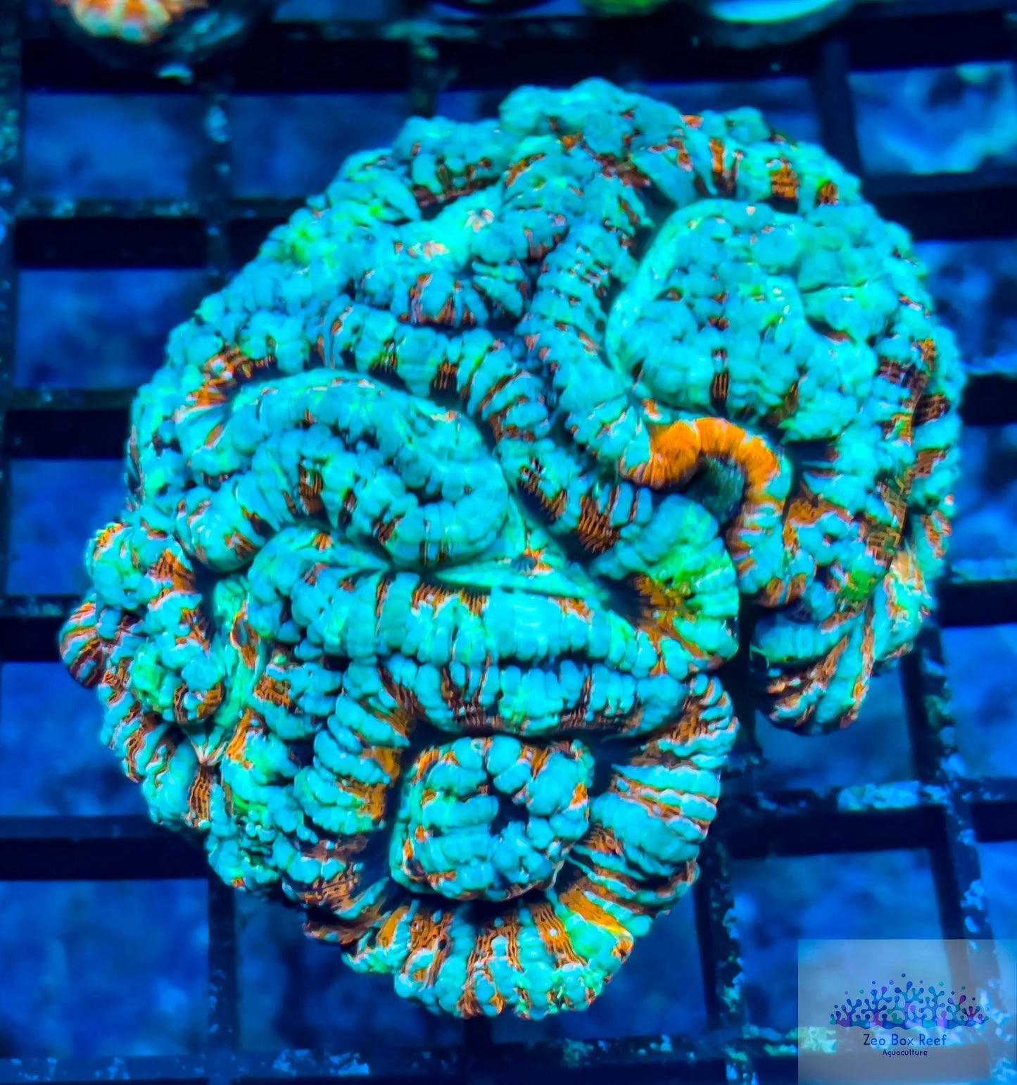 Tropical WA Wilsoni- LPS- Rainbow Wilsoni Tropical WA Wilsoni- LPS- Rainbow Wilsoni LPS Tropical WA Wilsoni- LPS- Rainbow Wilsoni Zeo Box Reef