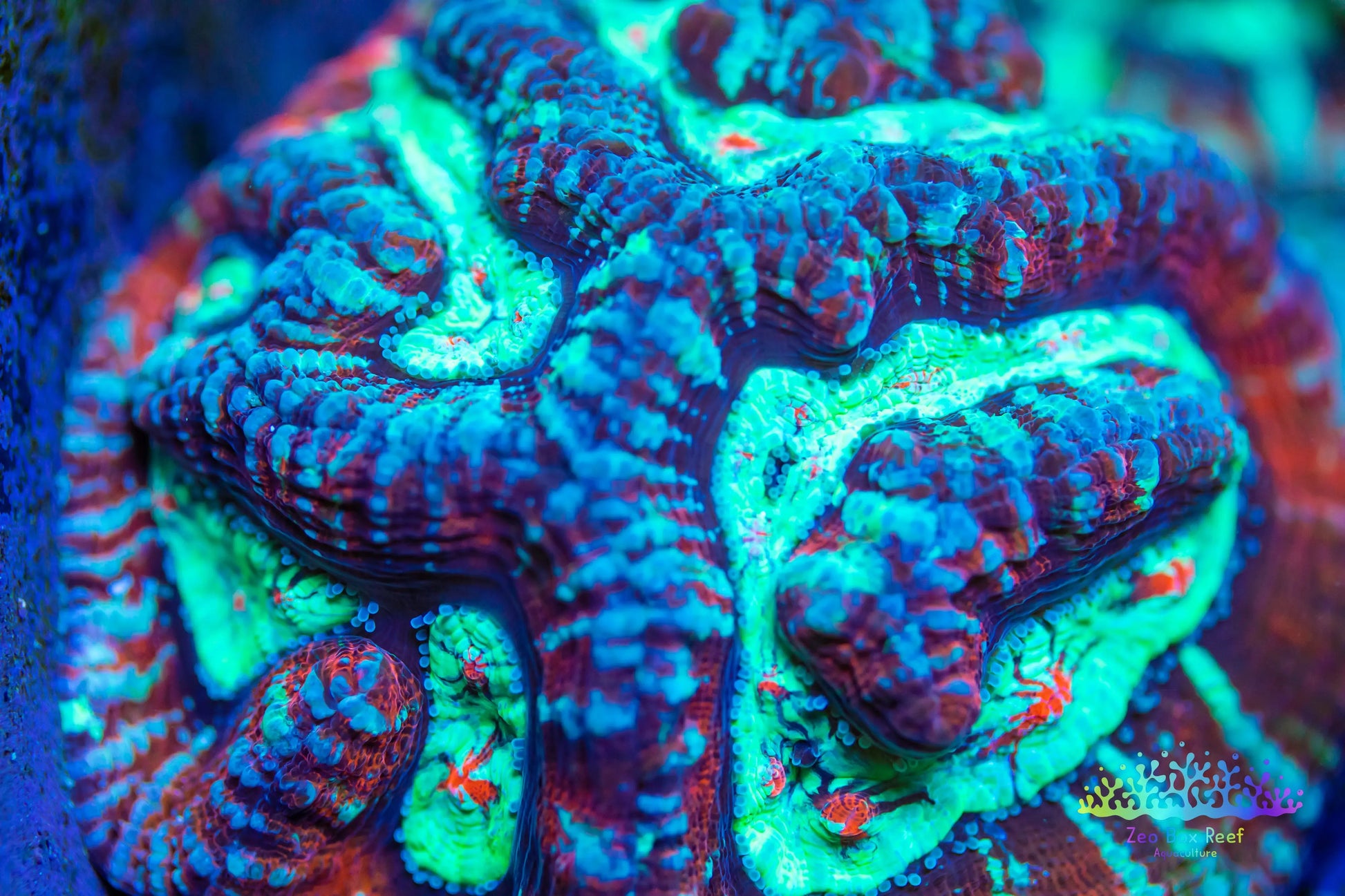 Tropical WA Wilsoni- LPS- Wilsoni Coral 6-7cm Tropical WA Wilsoni- LPS- Wilsoni Coral 6-7cm LPS Tropical WA Wilsoni- LPS- Wilsoni Coral 6-7cm Zeo Box Reef