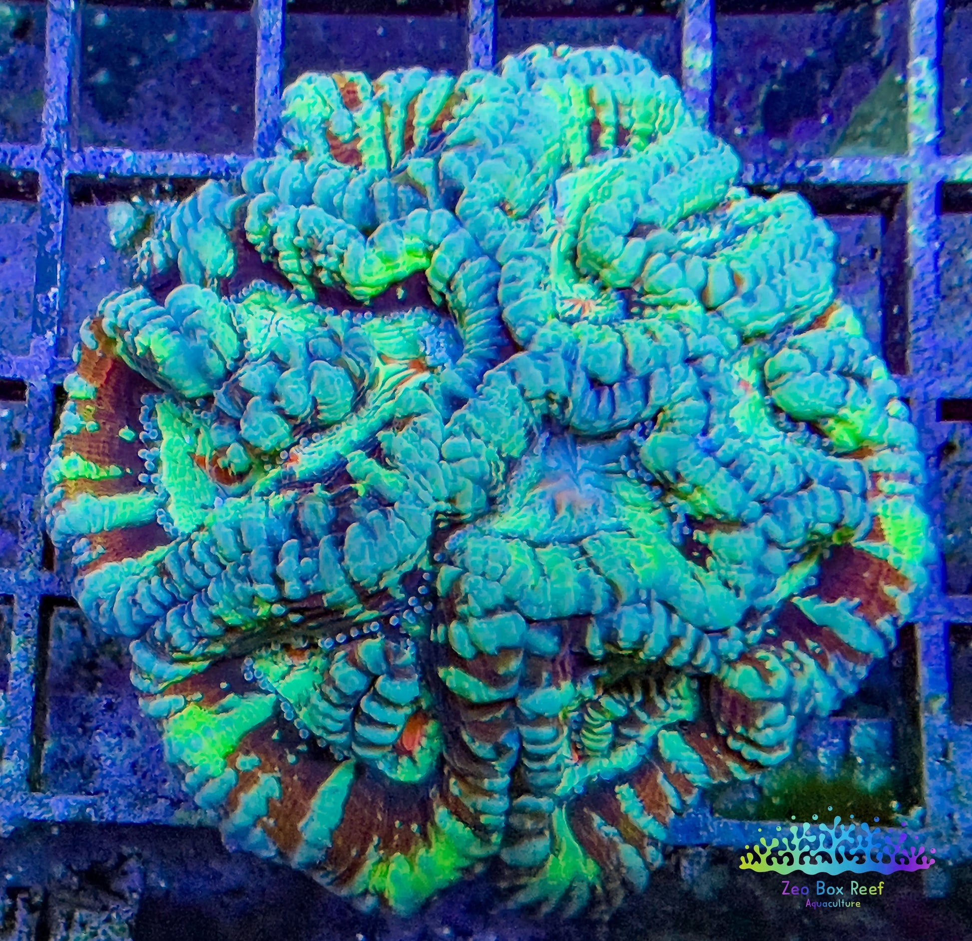 Tropical WA Wilsoni- LPS- Wilsoni Coral 6-7cm Tropical WA Wilsoni- LPS- Wilsoni Coral 6-7cm LPS Tropical WA Wilsoni- LPS- Wilsoni Coral 6-7cm Zeo Box Reef
