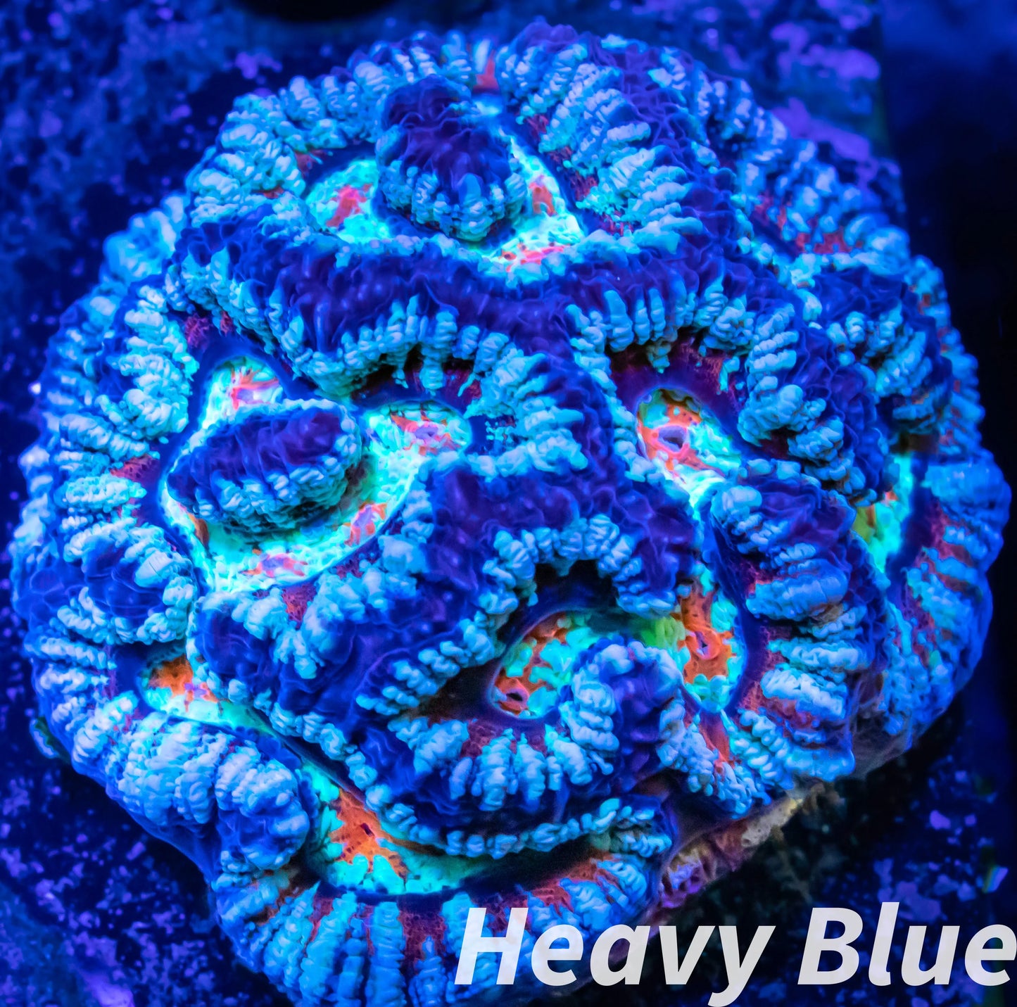 Tropical WA Wilsoni- LPS- Wilsoni Coral 6cm Tropical WA Wilsoni- LPS- Wilsoni Coral 6cm LPS Tropical WA Wilsoni- LPS- Wilsoni Coral 6cm Zeo Box Reef