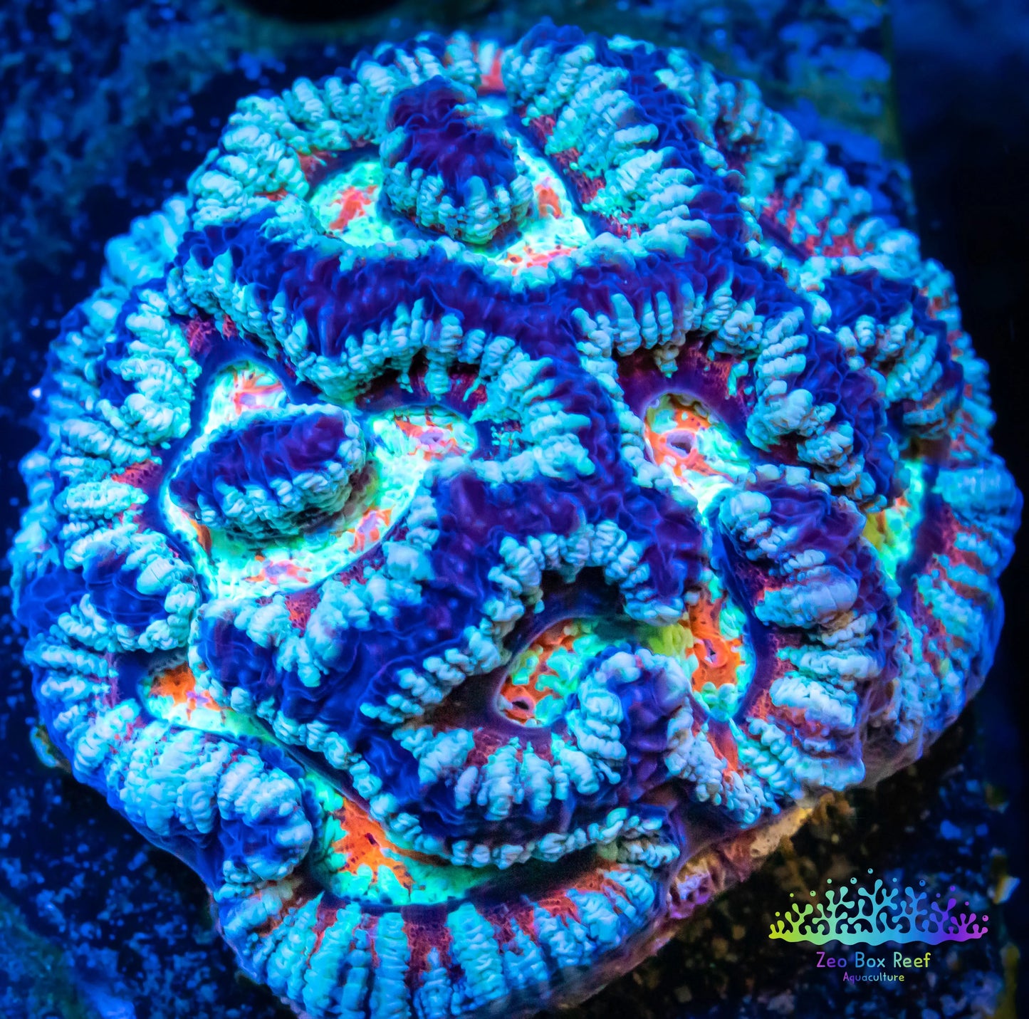 Tropical WA Wilsoni- LPS- Wilsoni Coral 6cm Tropical WA Wilsoni- LPS- Wilsoni Coral 6cm LPS Tropical WA Wilsoni- LPS- Wilsoni Coral 6cm Zeo Box Reef