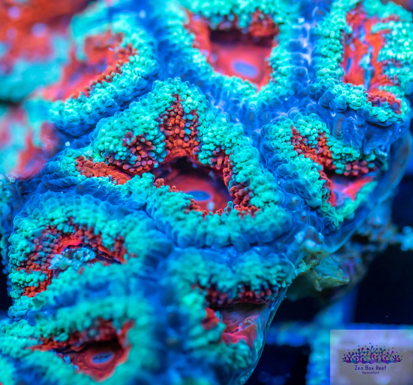 Ultra Acan Lord Coral Pack-- WYSIWYG Ultra Acan Lord Coral Pack-- WYSIWYG LPS Ultra Acan Lord Coral Pack-- WYSIWYG Zeo Box Reef