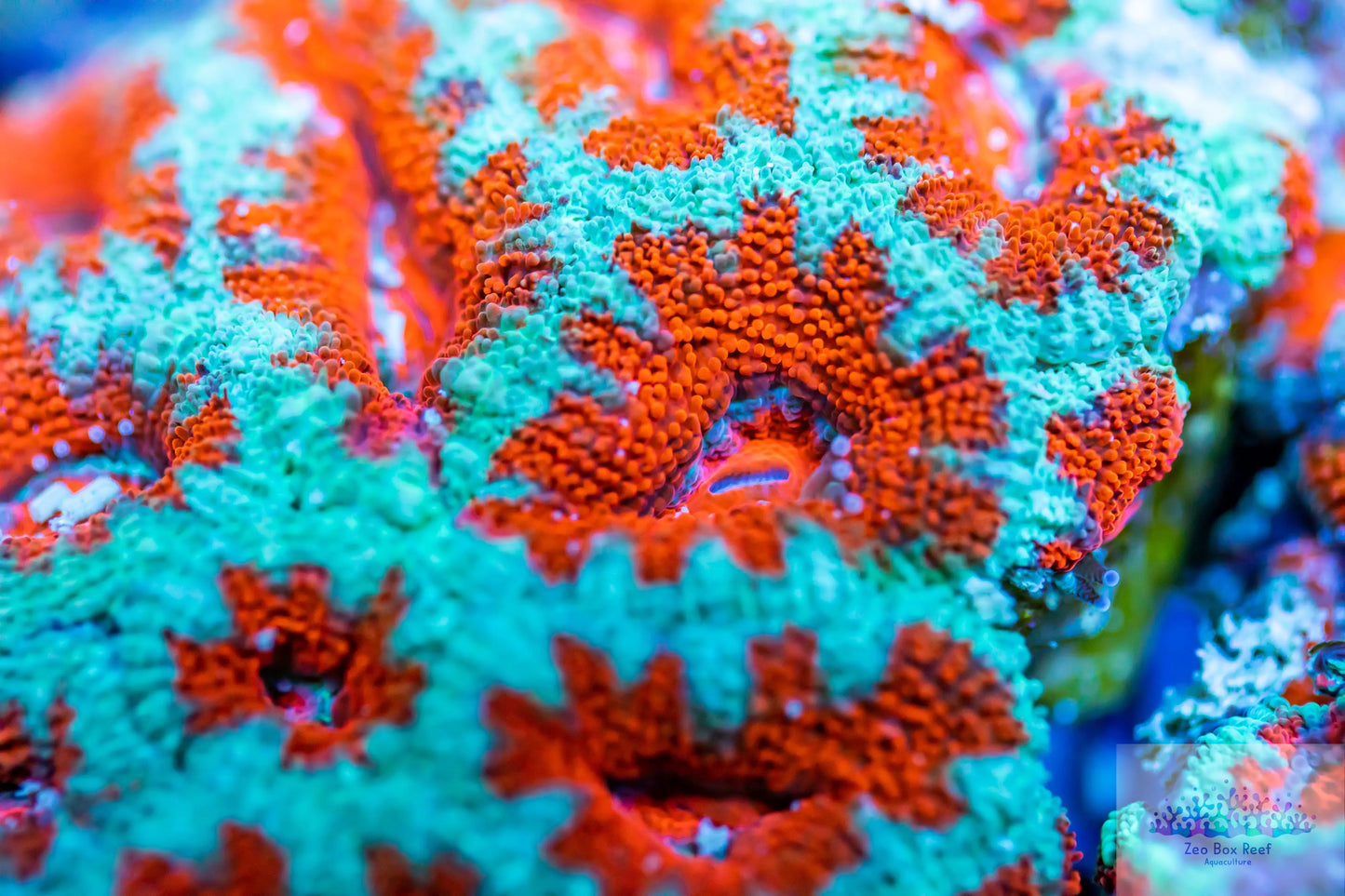 Ultra Acan Lord Coral Pack-- WYSIWYG Ultra Acan Lord Coral Pack-- WYSIWYG LPS Ultra Acan Lord Coral Pack-- WYSIWYG Zeo Box Reef
