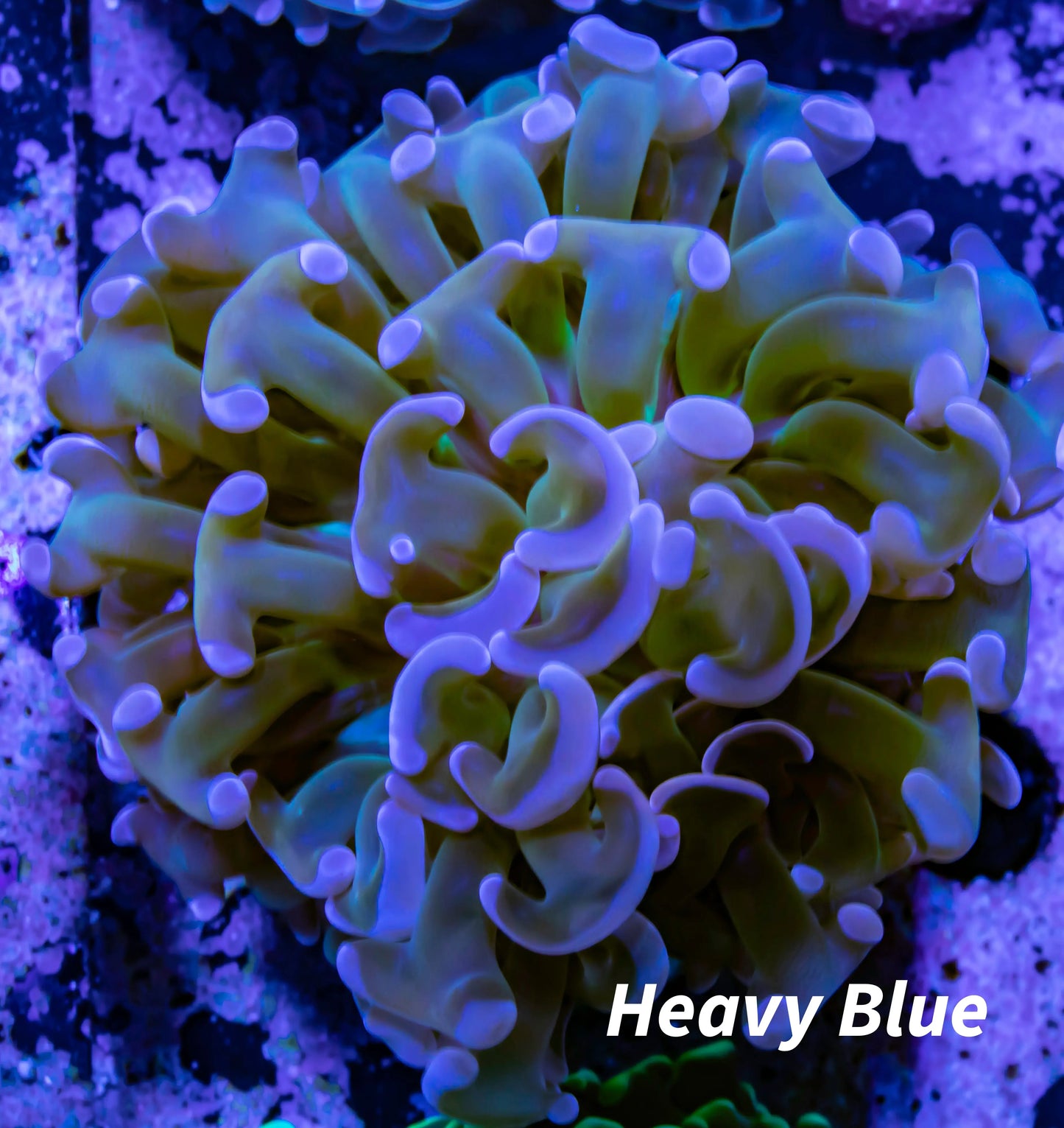 Ultra Hammer Coral WYSIWYG 5cm Ultra Hammer Coral WYSIWYG 5cm Aquarium Decor Ultra Hammer Coral WYSIWYG 5cm Zeo Box Reef