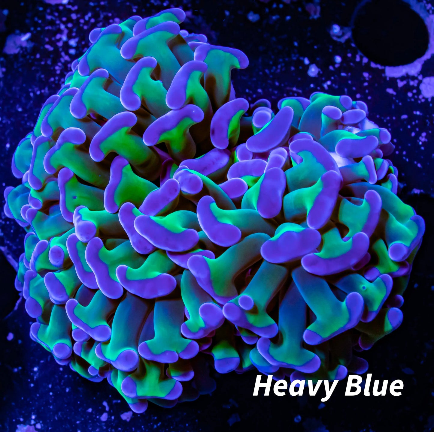 Ultra Purple Tip Green Stem Jelly Bean Hammer Coral WYSIWYG 5cm Ultra Purple Tip Green Stem Jelly Bean Hammer Coral WYSIWYG 5cm Aquarium Decor Ultra Purple Tip Green Stem Jelly Bean Hammer Coral WYSIWYG 5cm Zeo Box Reef