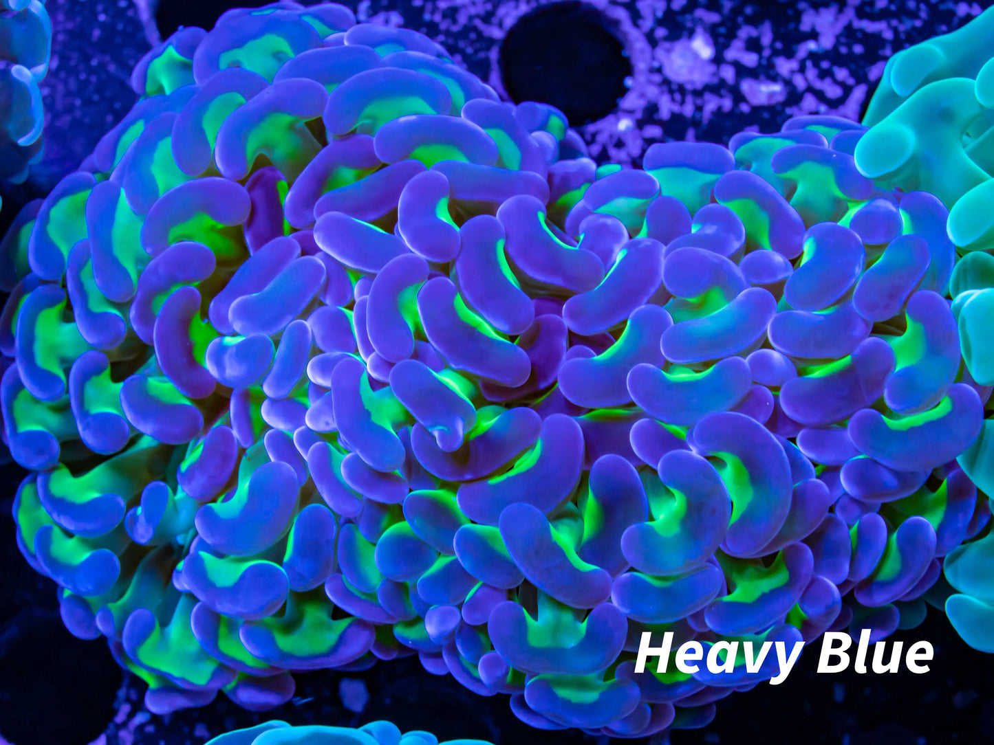Ultra Purple Tip Toxic Green Stem Jelly Bean Hammer Coral WYSIWYG 7cm Ultra Purple Tip Toxic Green Stem Jelly Bean Hammer Coral WYSIWYG 7cm Aquarium Decor Ultra Purple Tip Toxic Green Stem Jelly Bean Hammer Coral WYSIWYG 7cm Zeo Box Reef