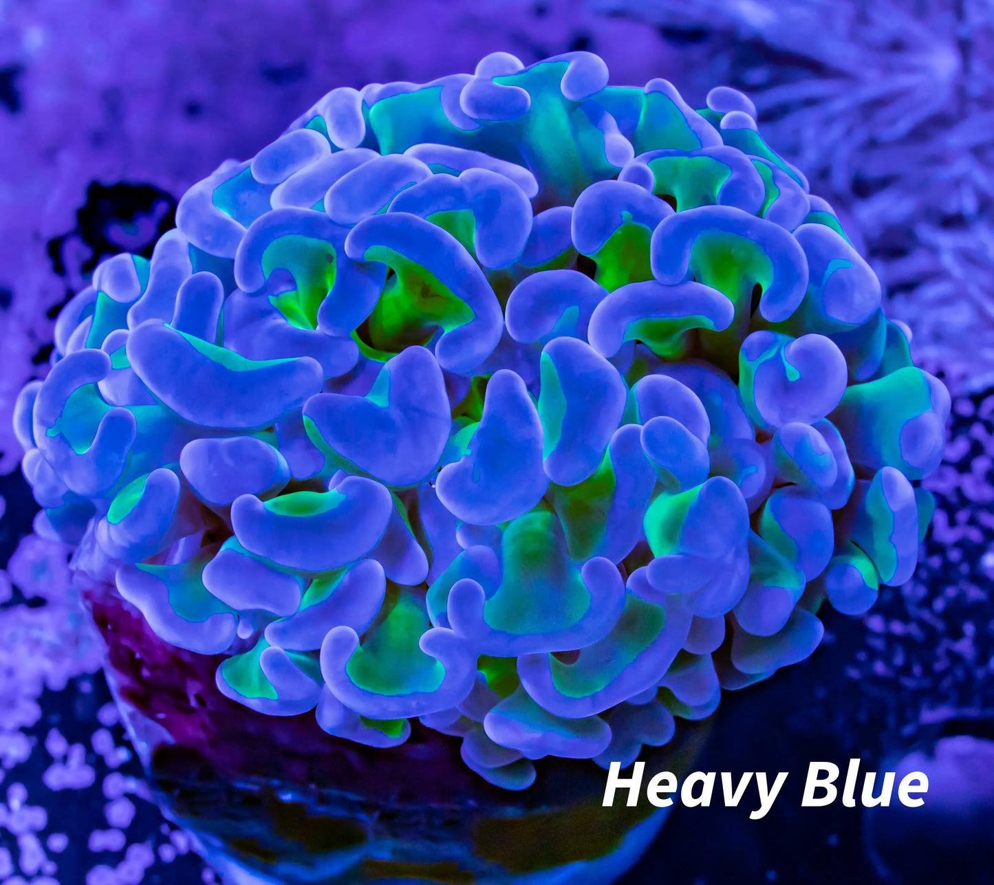 Ultra Reverse Hammer Coral WYSIWYG 5cm Ultra Reverse Hammer Coral WYSIWYG 5cm Aquarium Decor Ultra Reverse Hammer Coral WYSIWYG 5cm Zeo Box Reef