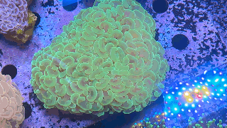 Euphyllia Ancora Coral- LPS - QLD Ultra Hammer Coral WYSIWYG 8cm