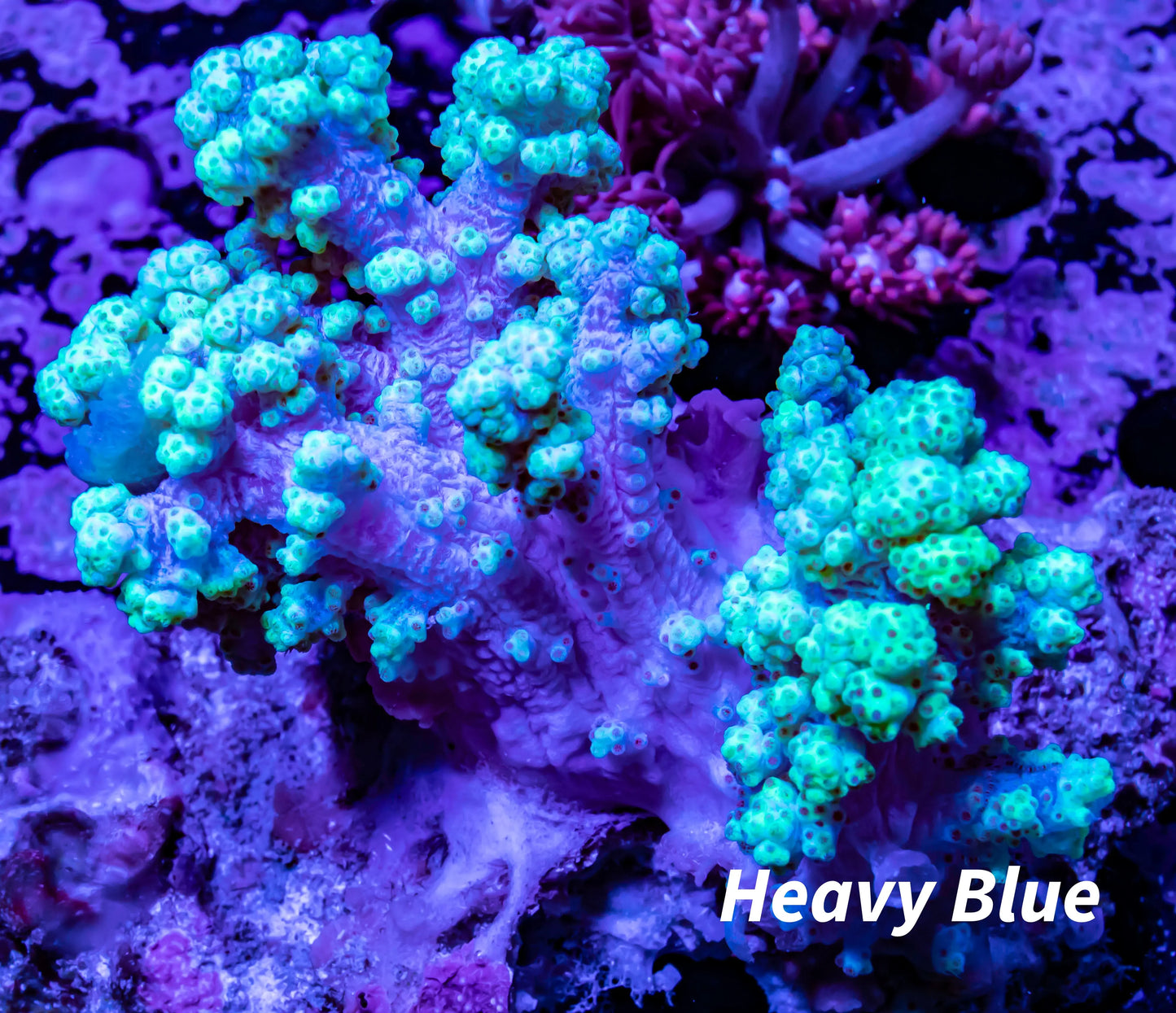 Yellow and green Nepthia Leather Coral Yellow and green Nepthia Leather Coral Soft Coral Yellow and green Nepthia Leather Coral Zeo Box Reef