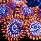 Zoanthid coral - KO Nightmare Zoa Frag WYSIWYG Zoanthid coral - KO Nightmare Zoa Frag WYSIWYG LPS Zoanthid coral - KO Nightmare Zoa Frag WYSIWYG Zeo Box Reef