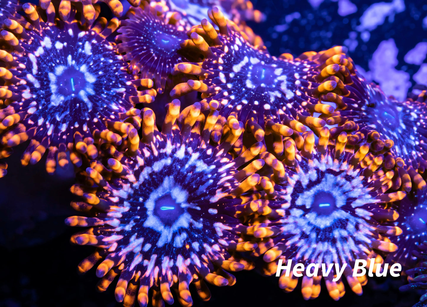 Zoanthid coral - KO Nightmare Zoa Frag WYSIWYG Zoanthid coral - KO Nightmare Zoa Frag WYSIWYG LPS Zoanthid coral - KO Nightmare Zoa Frag WYSIWYG Zeo Box Reef