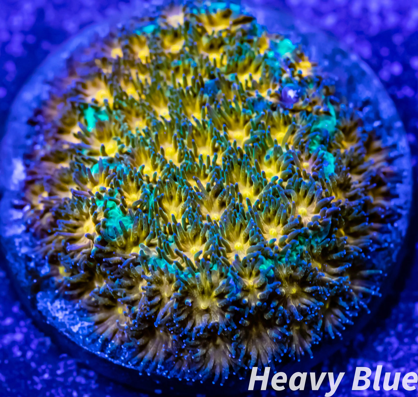 leptastrea Coral - LPS - Frag- HellFire Lepto leptastrea Coral - LPS - Frag- HellFire Lepto Home & Garden leptastrea Coral - LPS - Frag- HellFire Lepto Zeo Box Reef