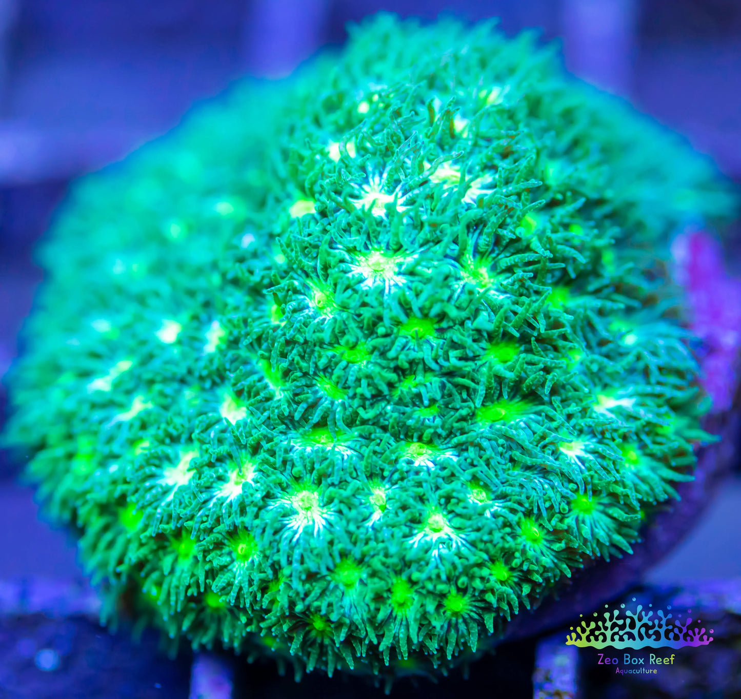 leptastrea Coral - LPS - Frag- Lepto leptastrea Coral - LPS - Frag- Lepto leptastrea Coral - LPS - Frag- Lepto Zeo Box Reef