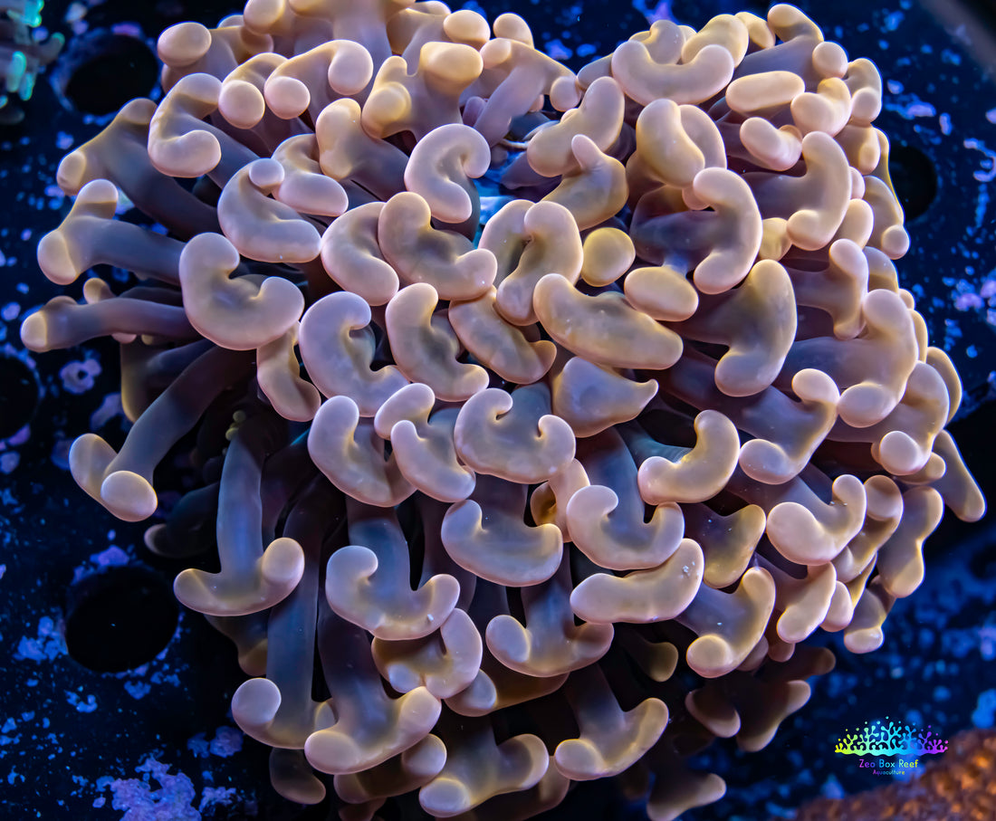 Why Keeping Corals as Your Pet in Australia is a Great Alternative to Dogs or Cats