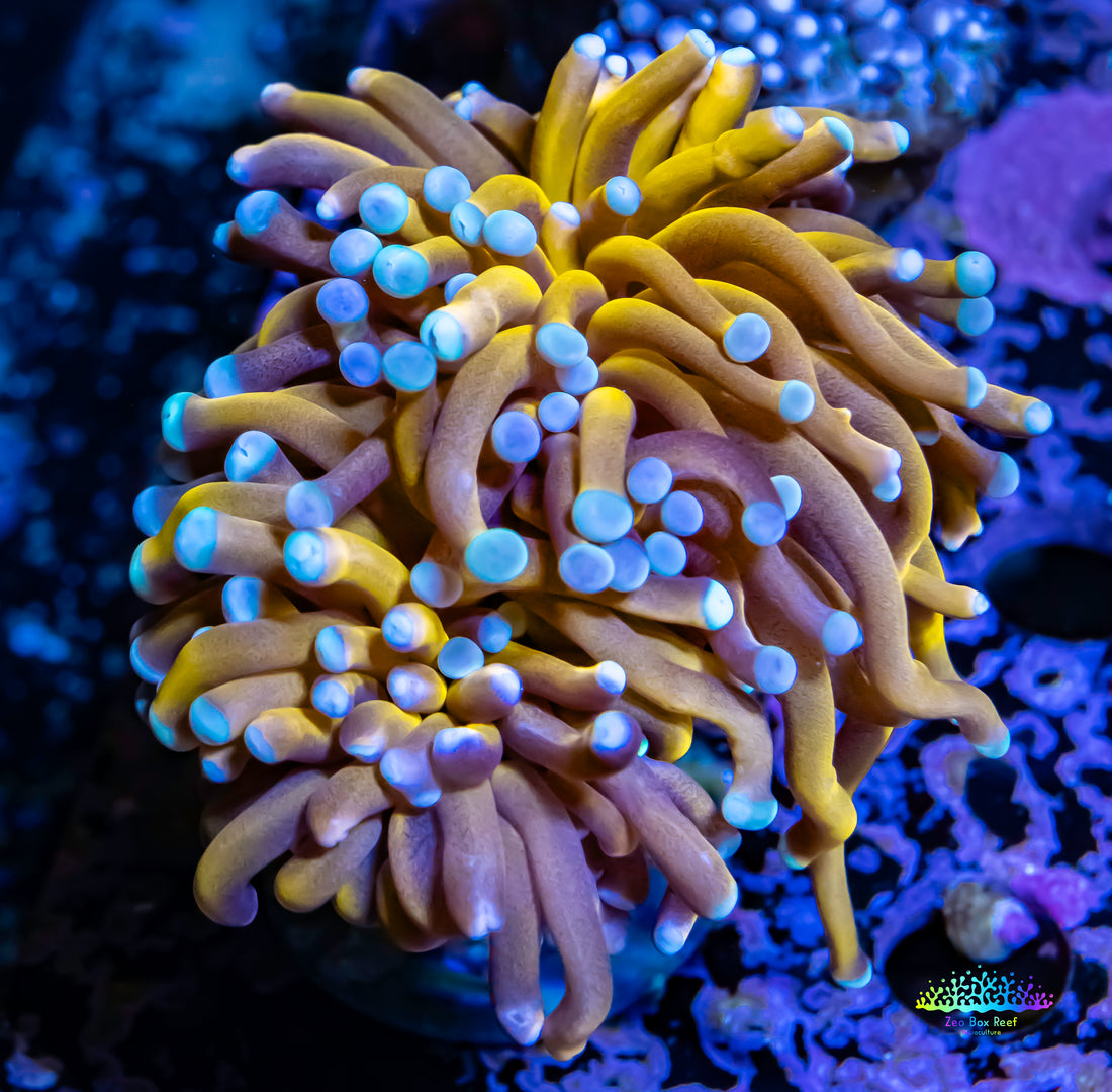 Gold Torch Coral