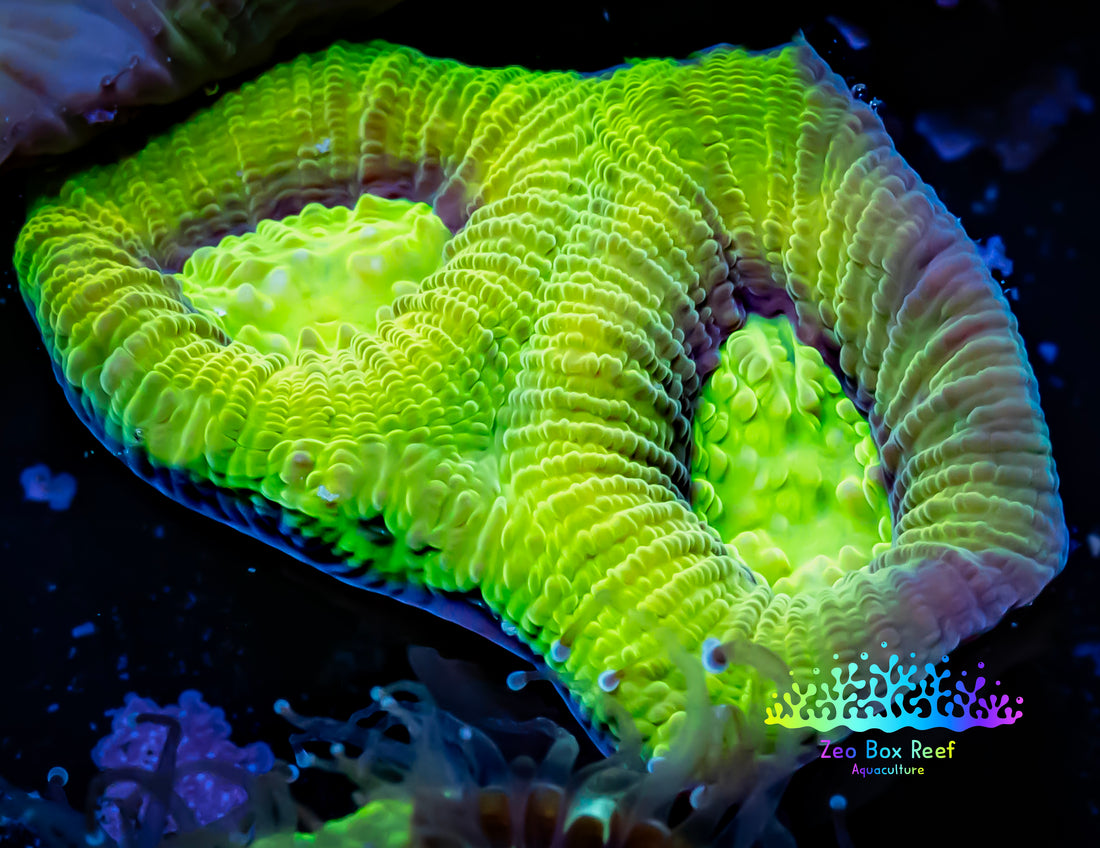 Dragon Should Favia Coral Frag