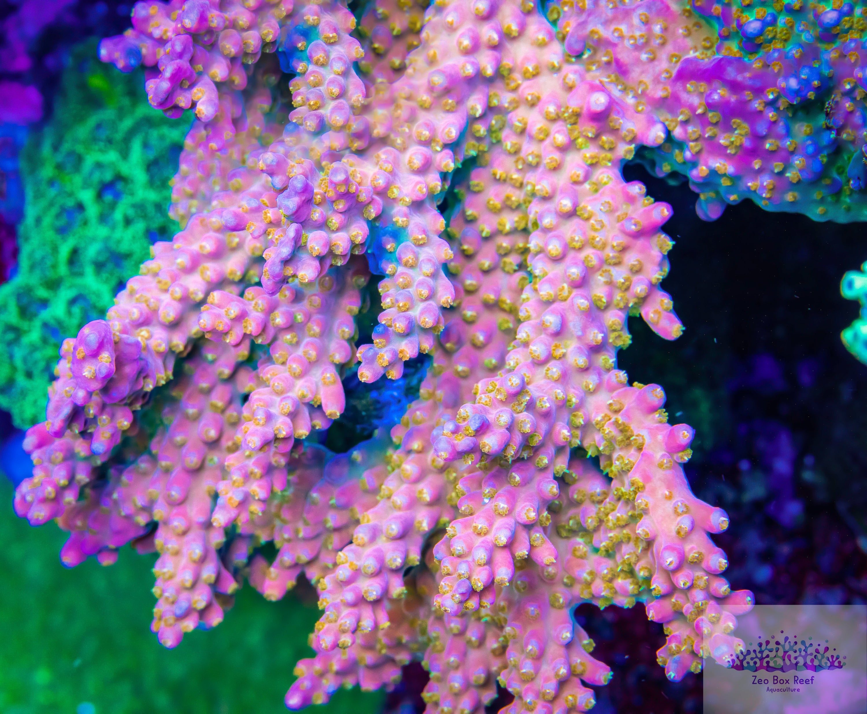 Coral For Sale Online Australian Coral Store Zeo Box Reef Aquaculture